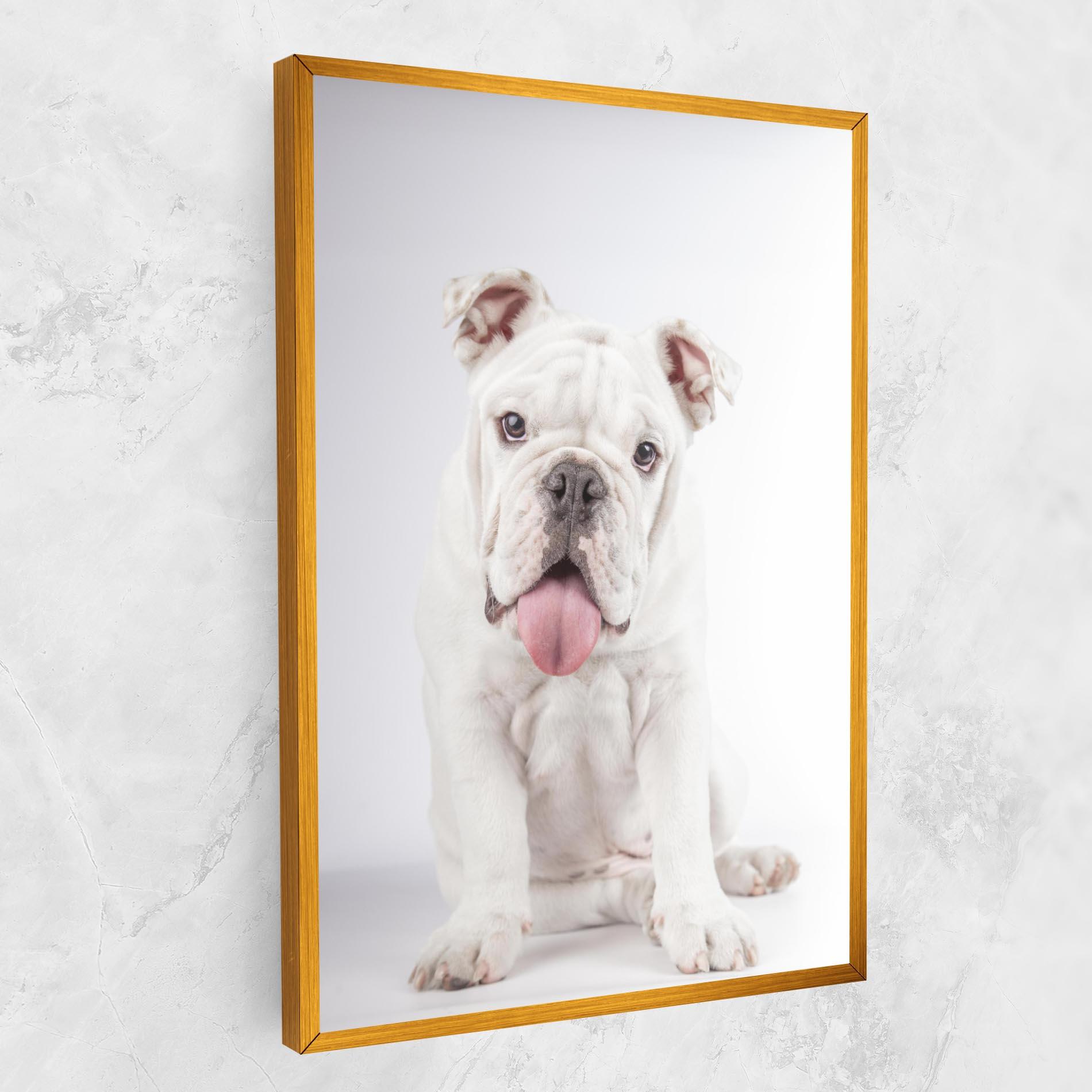 Leinwandbild English Bulldog mockup 1