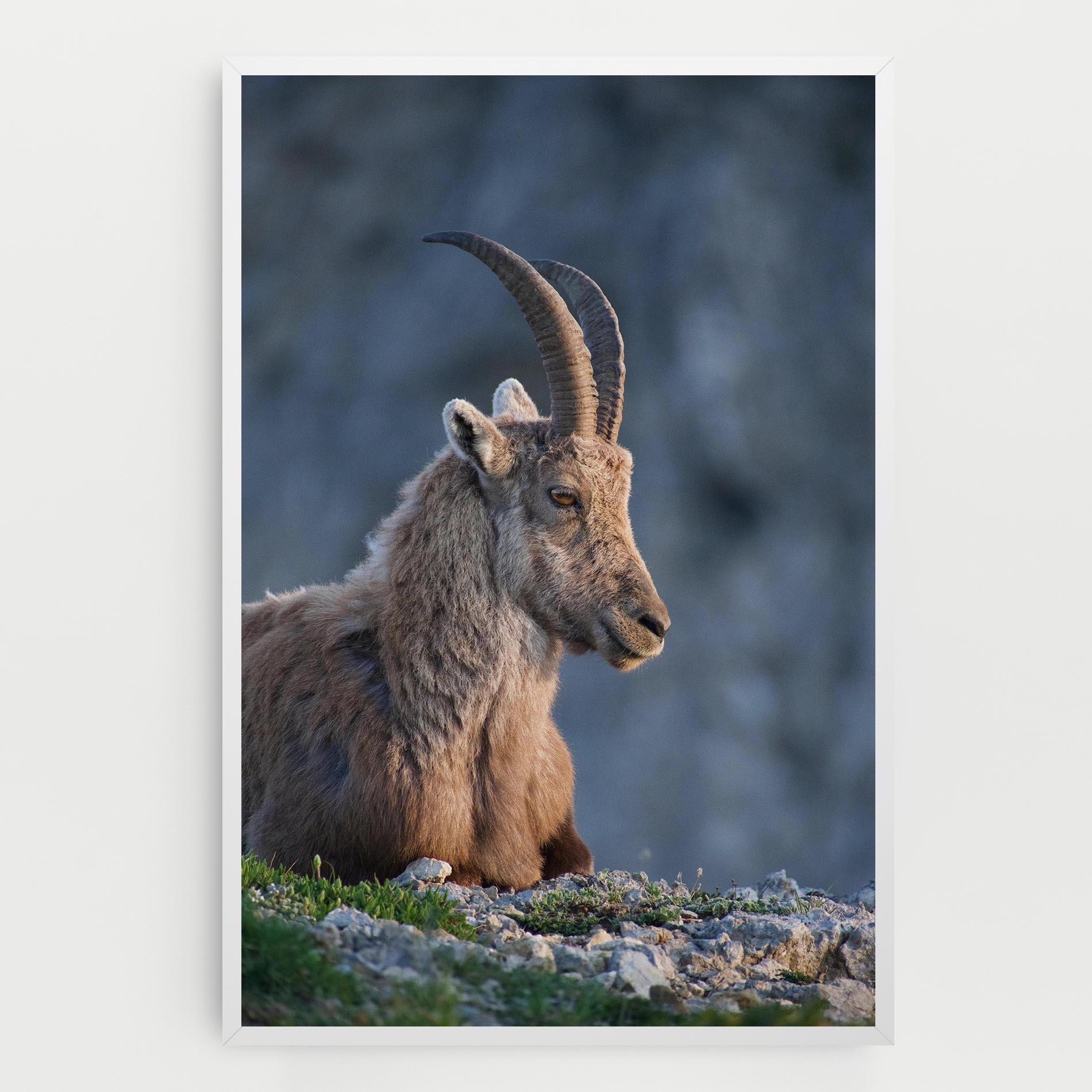 Leinwandbild Mountain Goat mockup 0