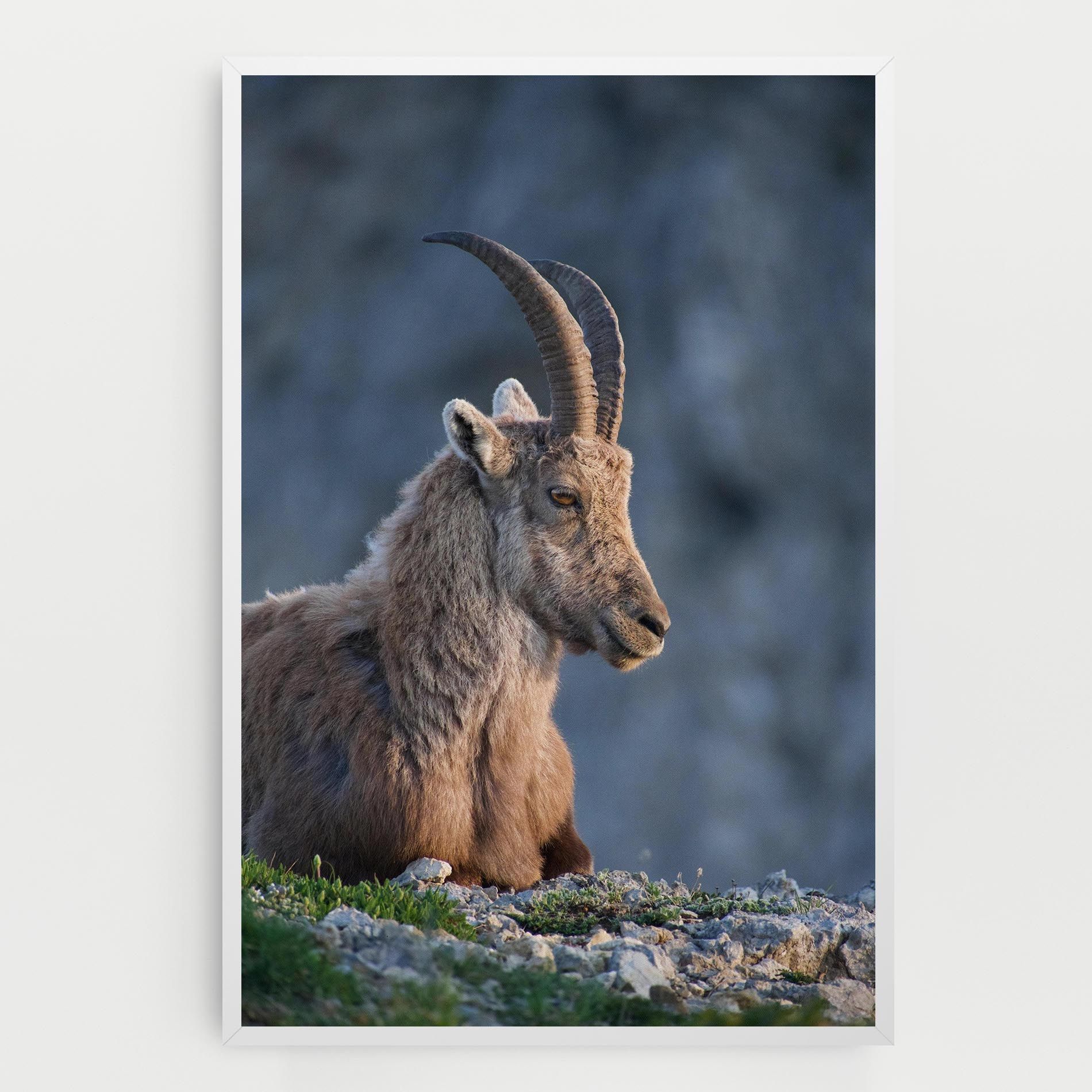 Mountain Goat mockup 0