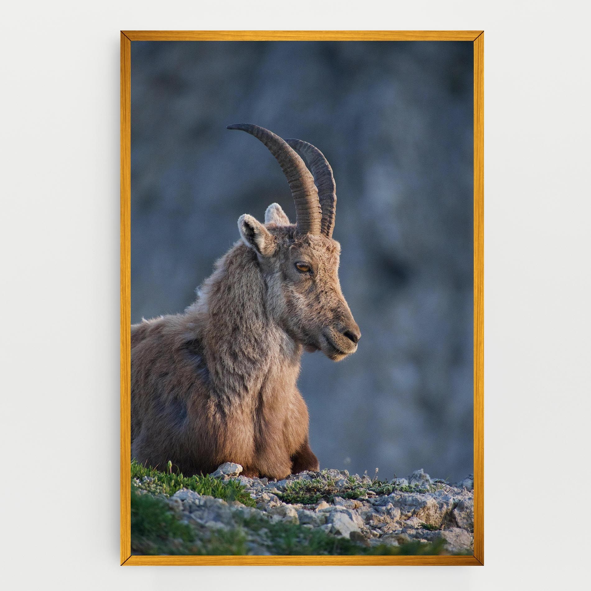Mountain Goat mockup 0