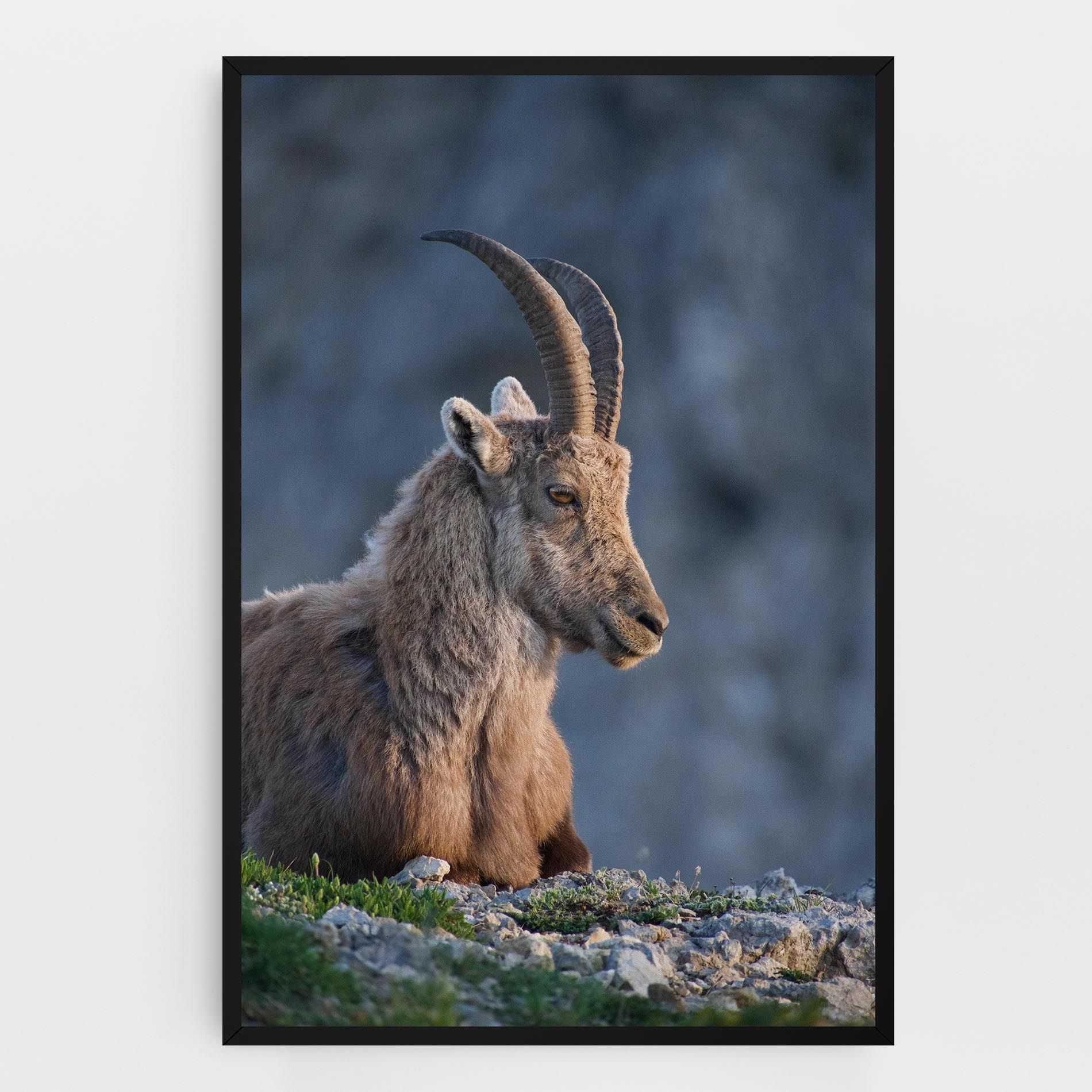 Mountain Goat mockup 0