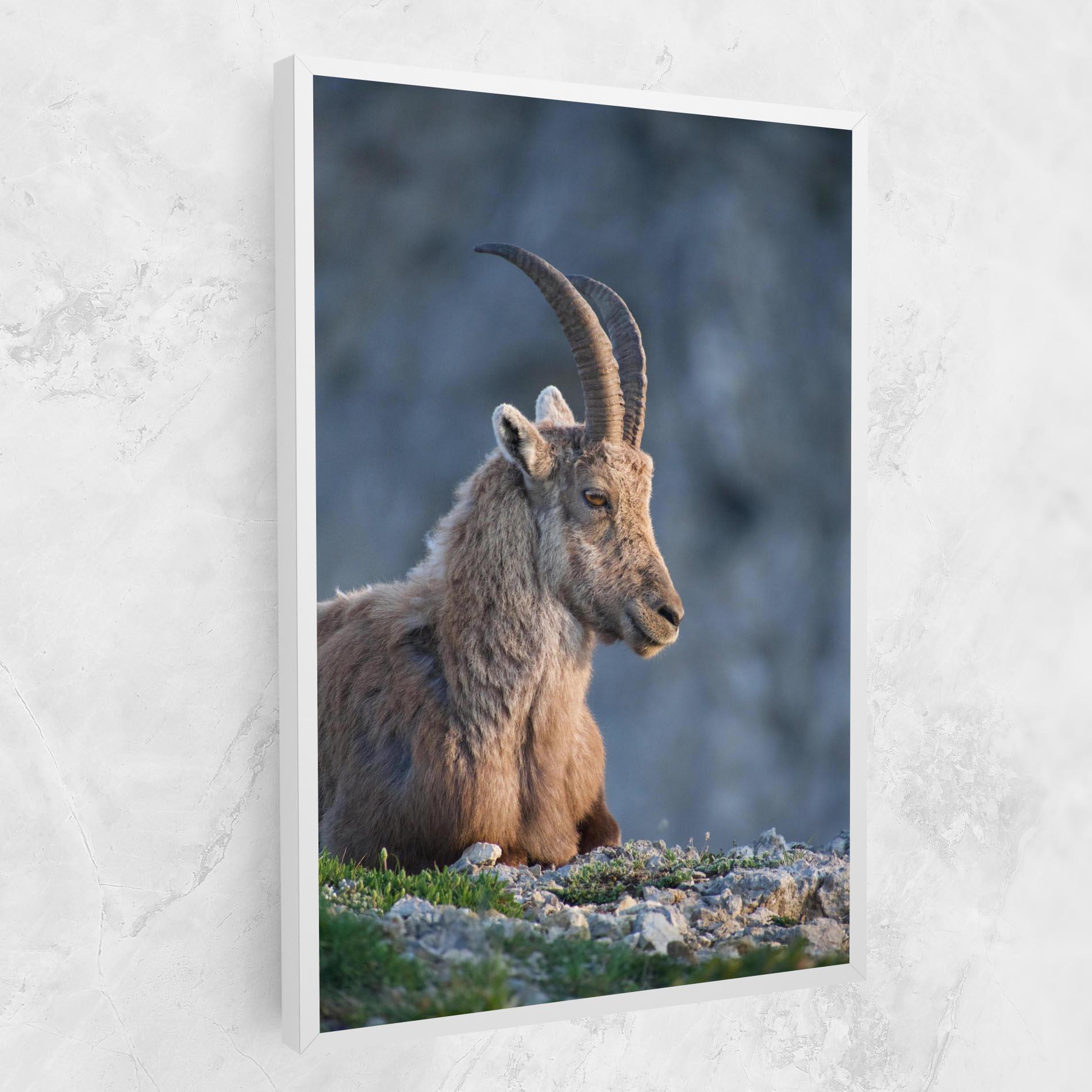 Leinwandbild Mountain Goat mockup 1