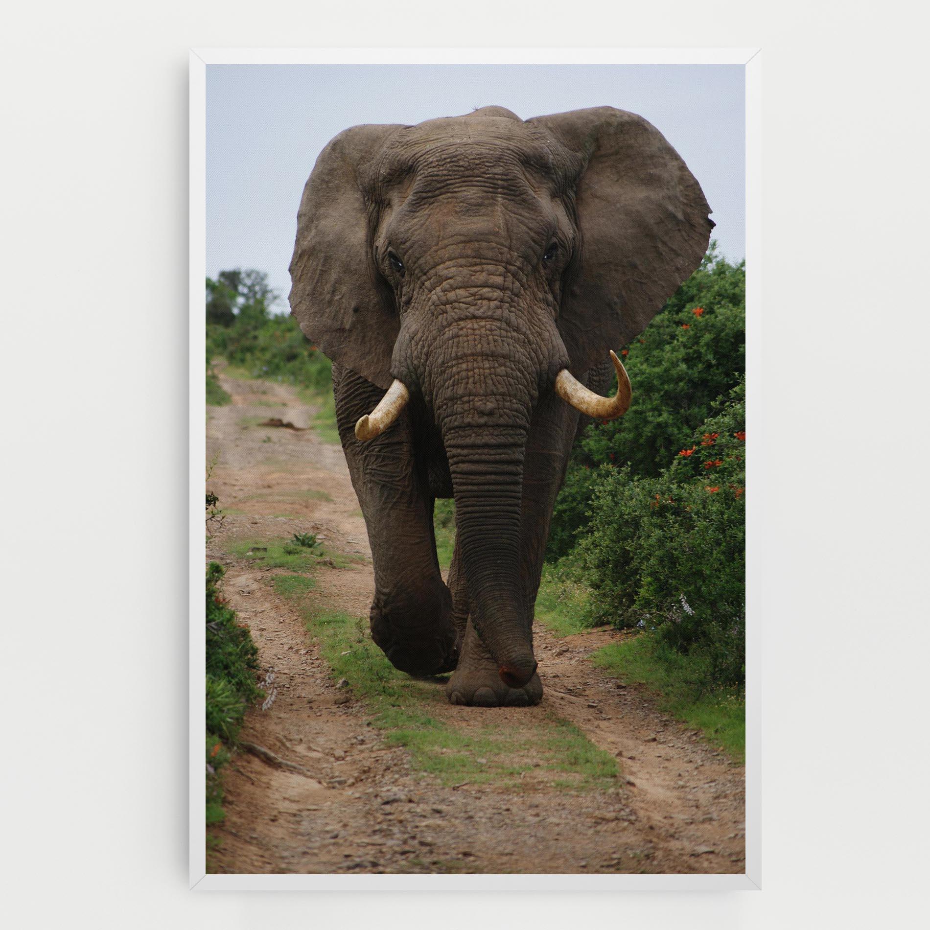Leinwandbild Elephant Safari mockup 0