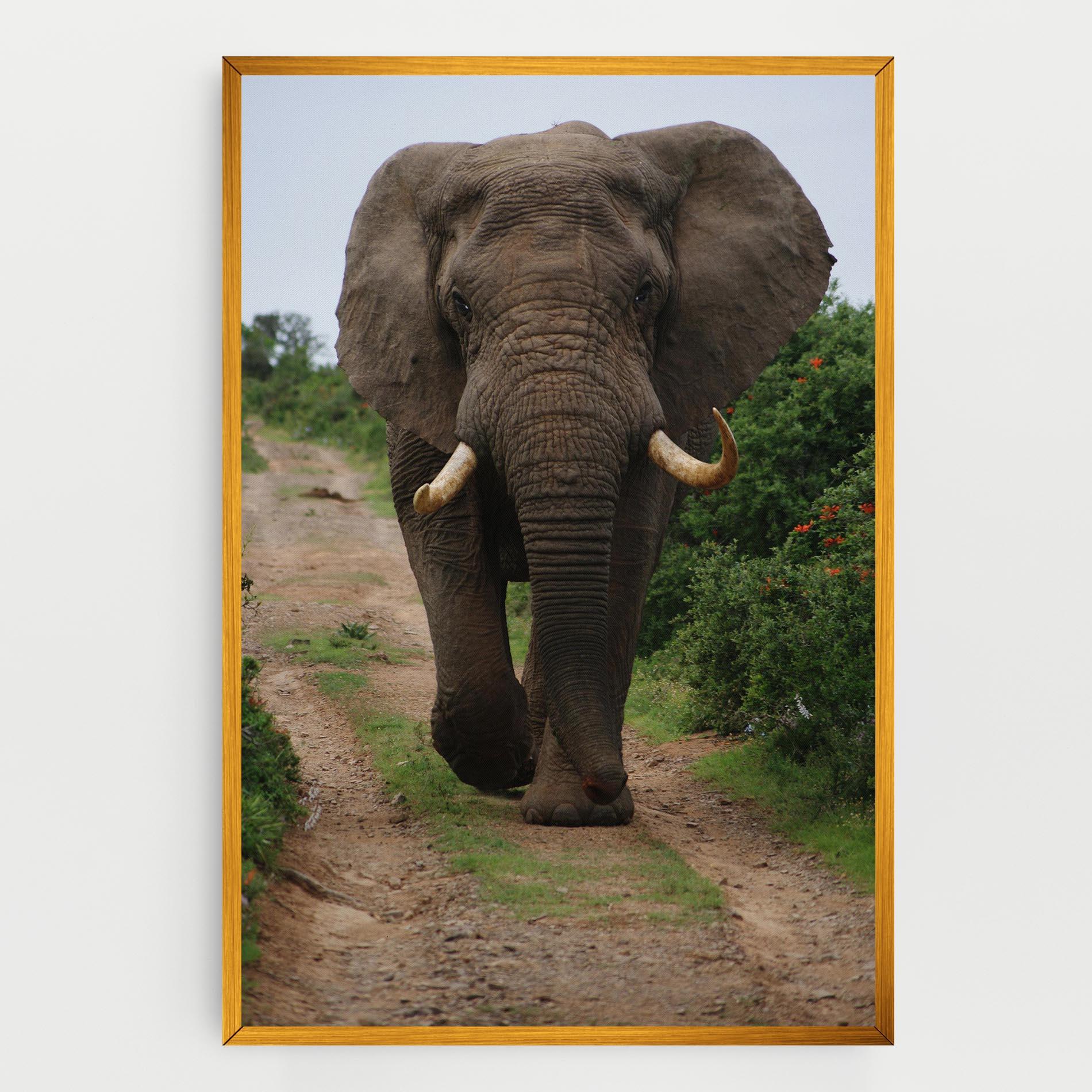 Leinwandbild Elephant Safari mockup 0