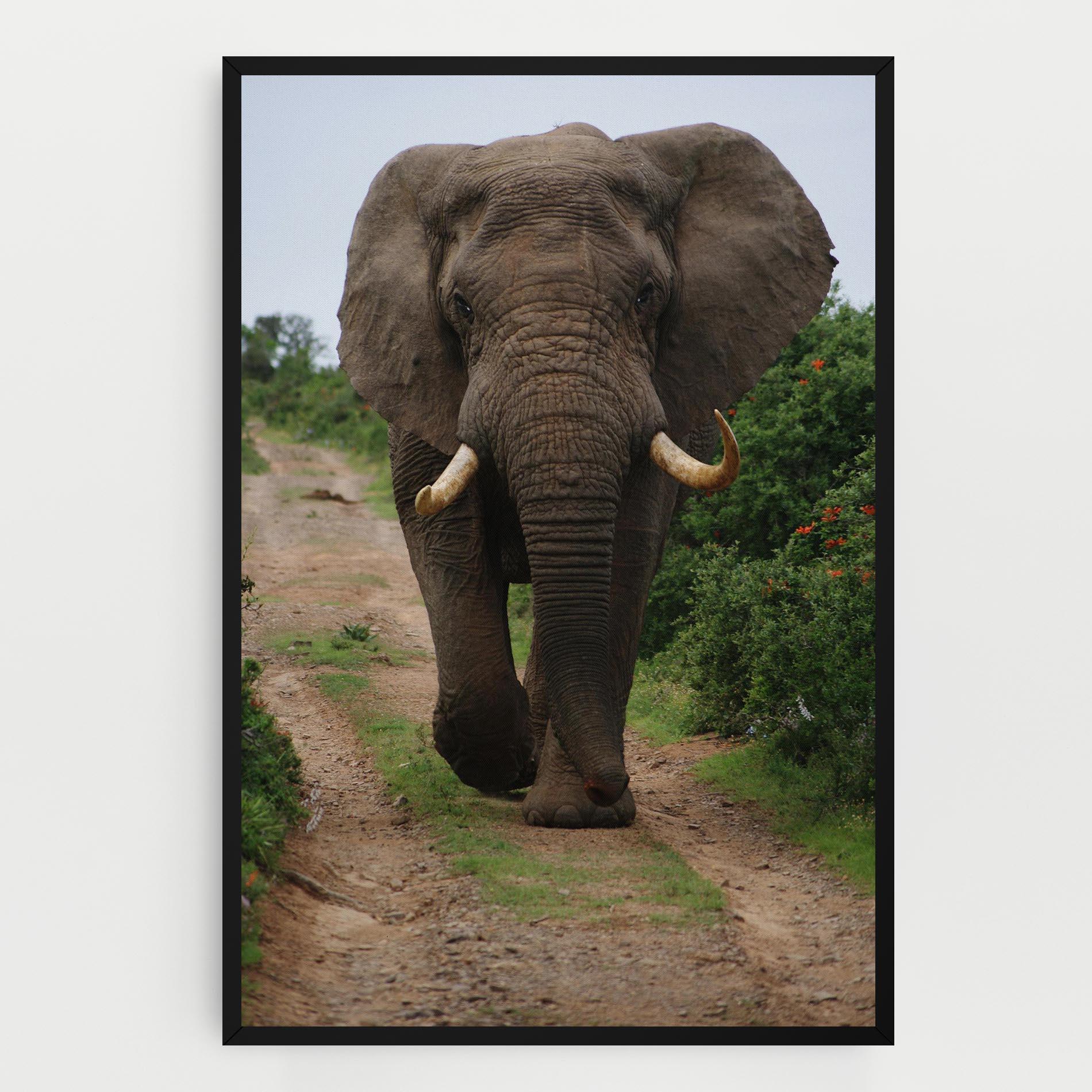 Leinwandbild Elephant Safari mockup 0