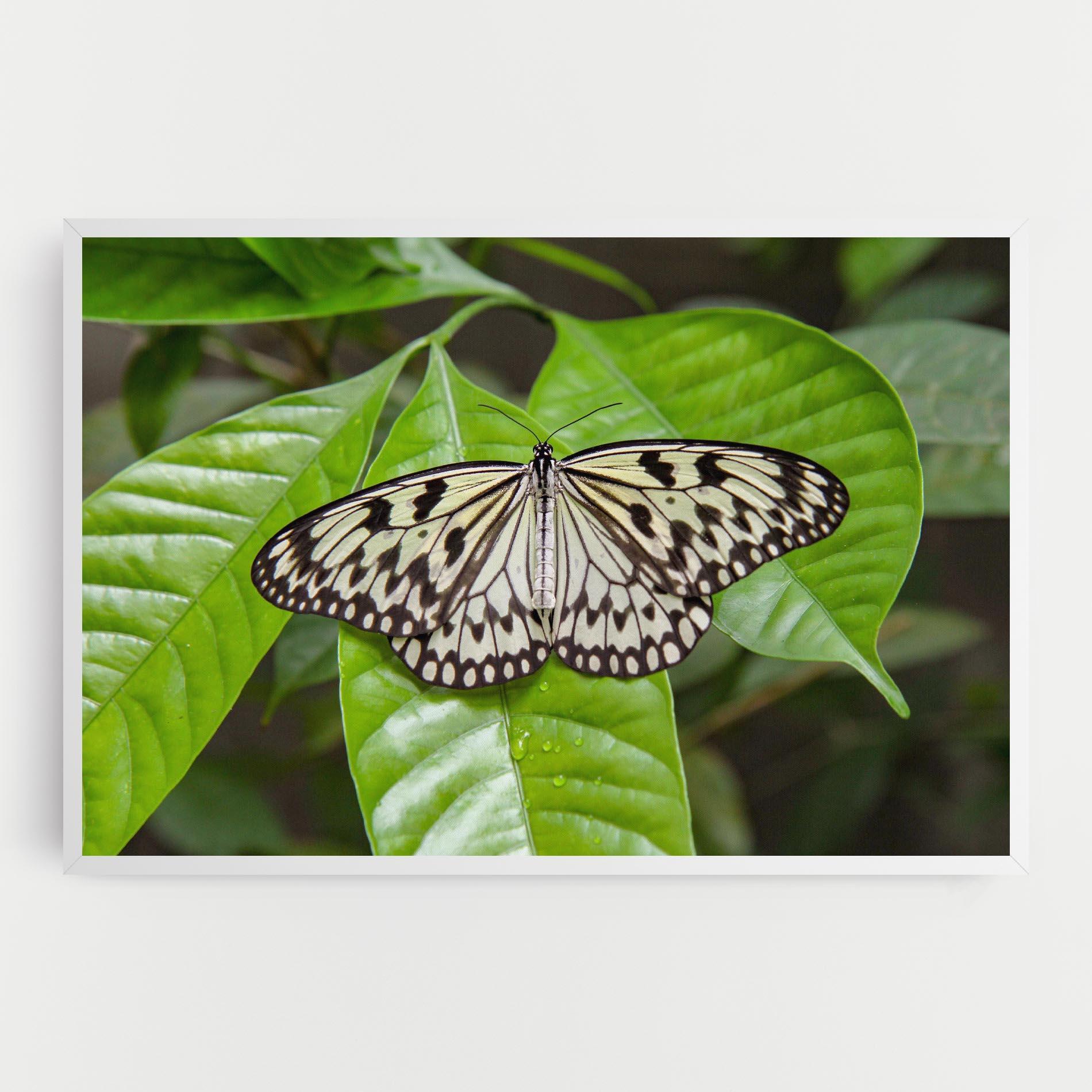 Leinwandbild Beautiful White Butterfly mockup 0