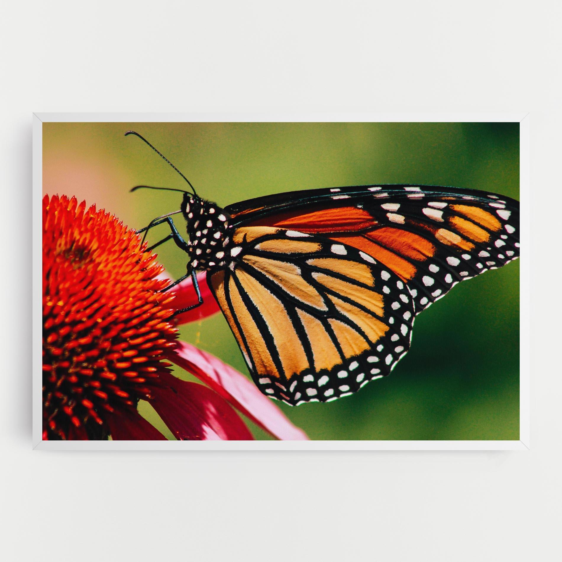 Leinwandbild Big Orange Butterfly mockup 0