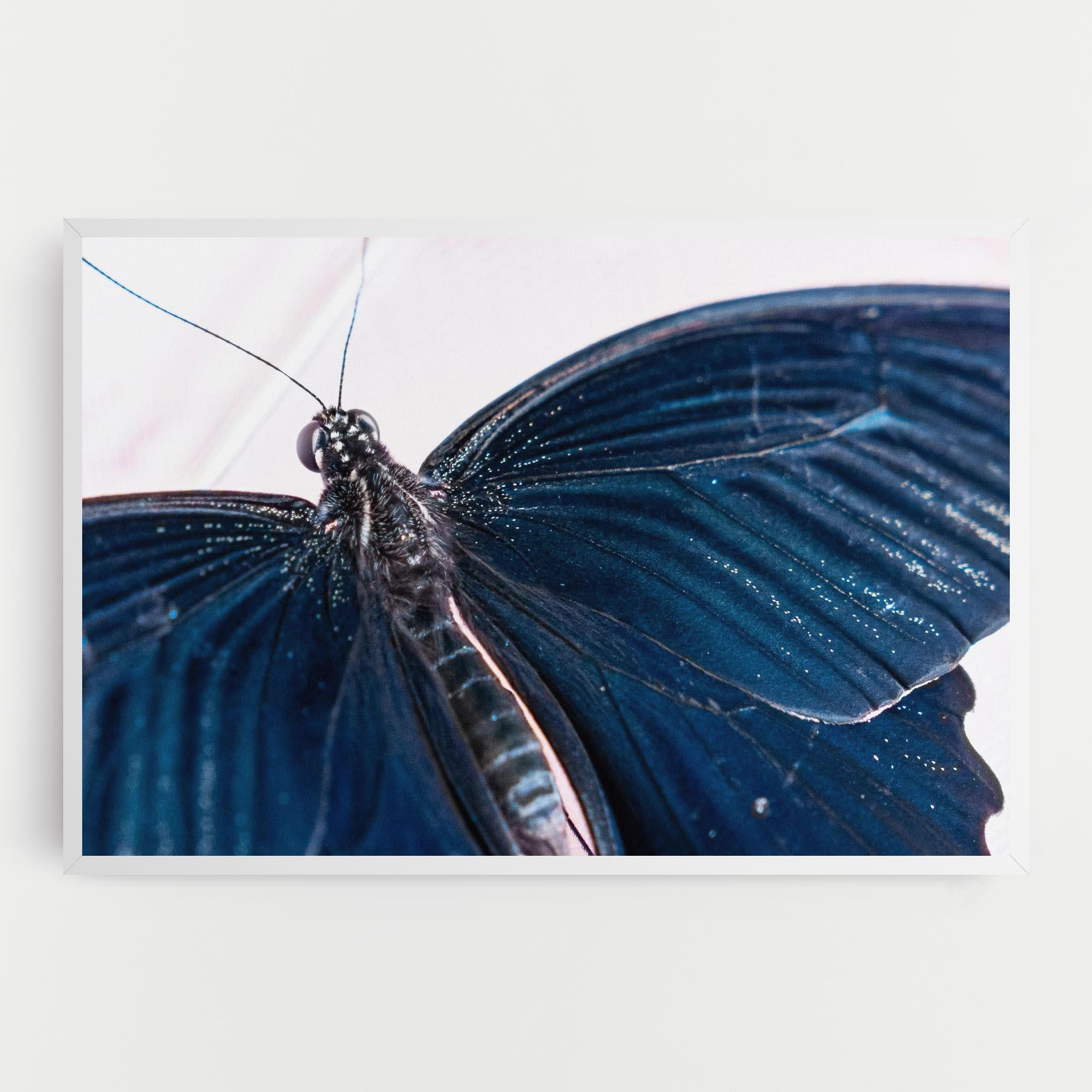 Leinwandbild Blue Butterfly mockup 0