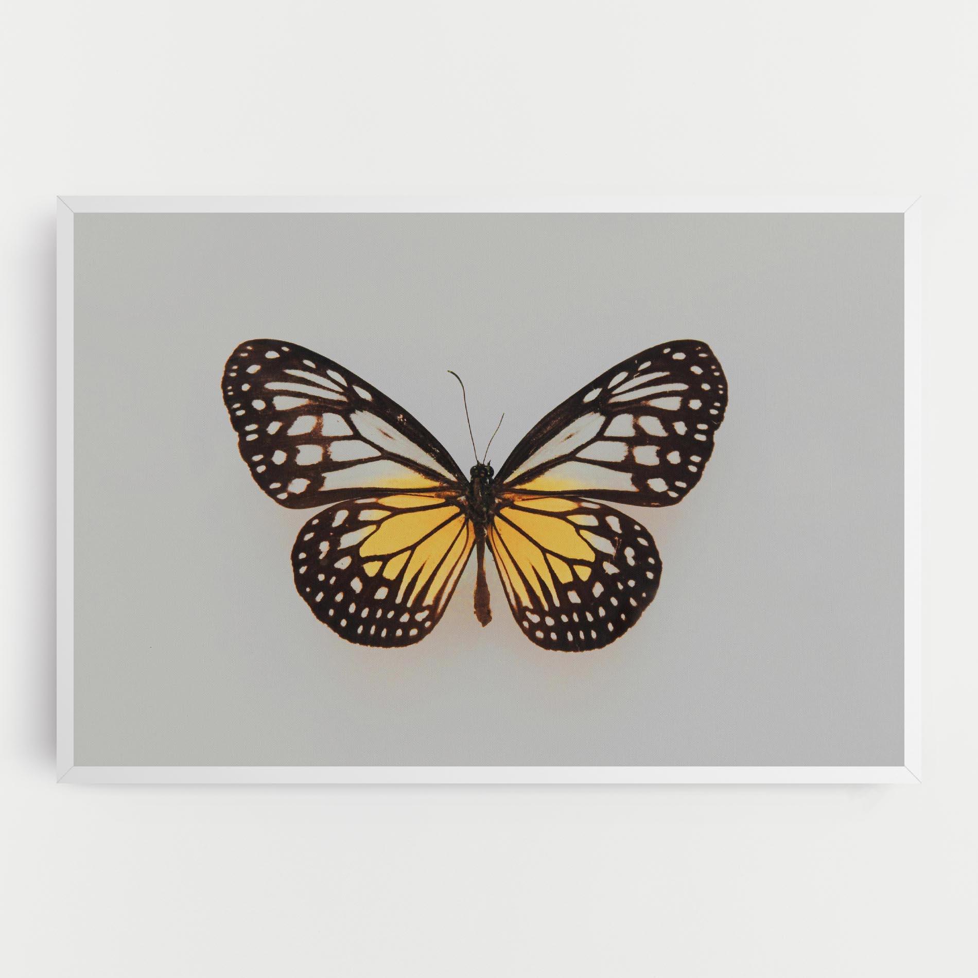 Leinwandbild Butterfly On Grey mockup 0