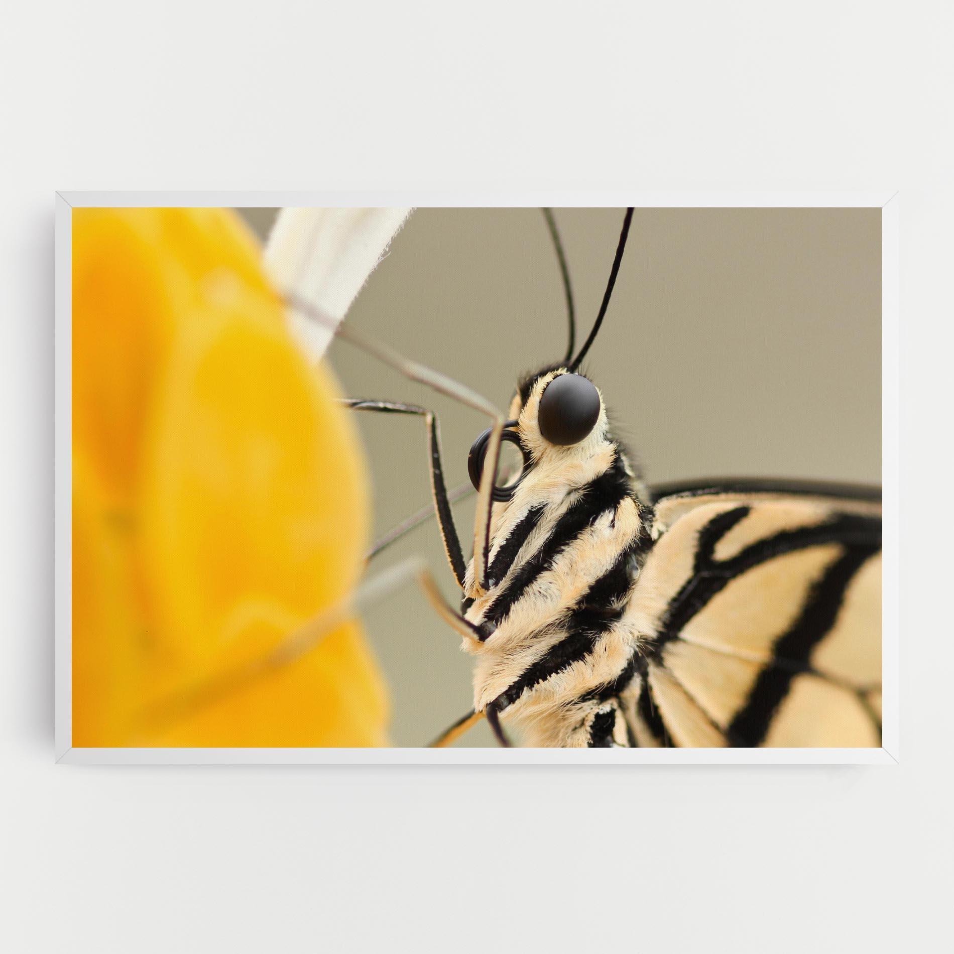 Leinwandbild Close Up Cream Butterfly mockup 0