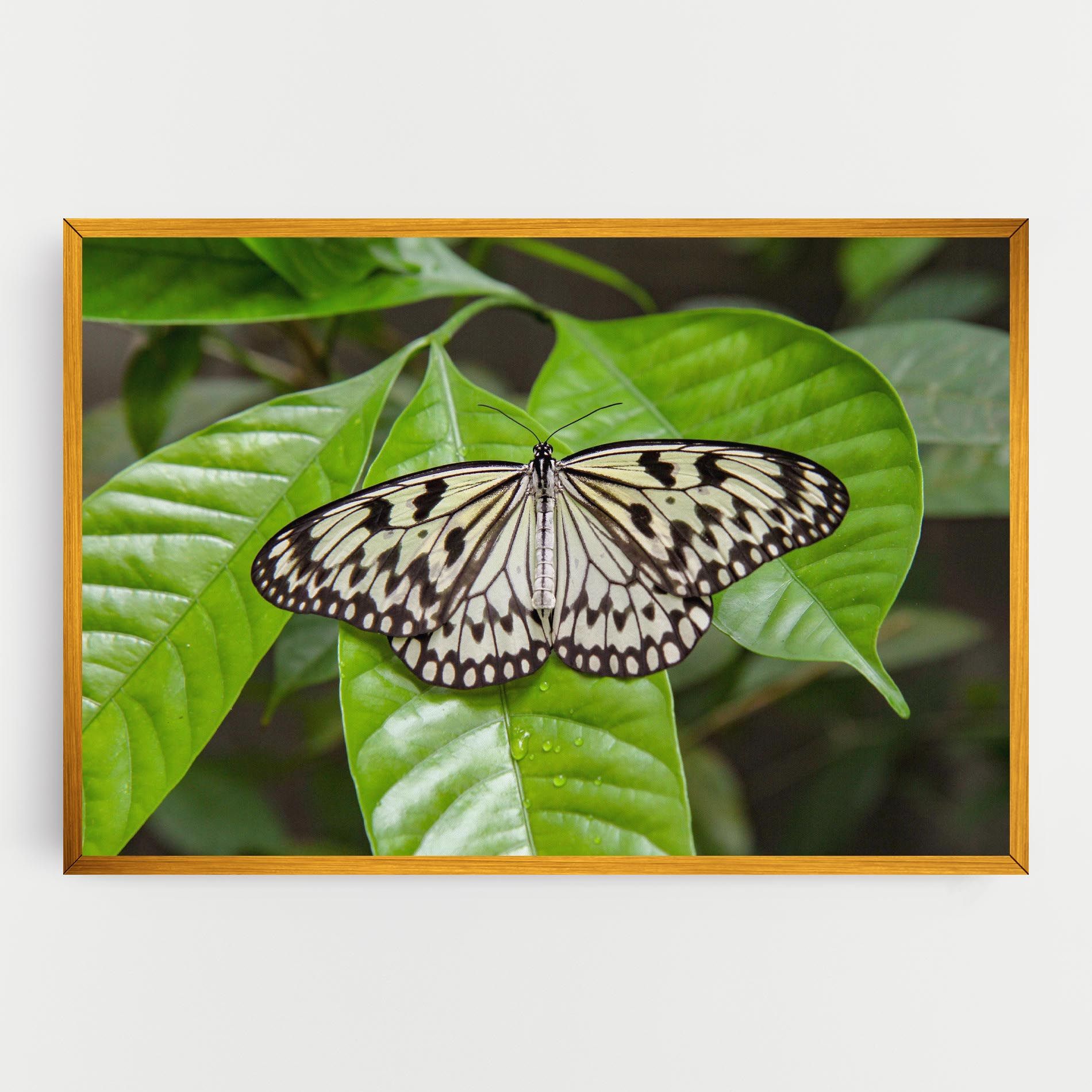 Beautiful White Butterfly mockup 0