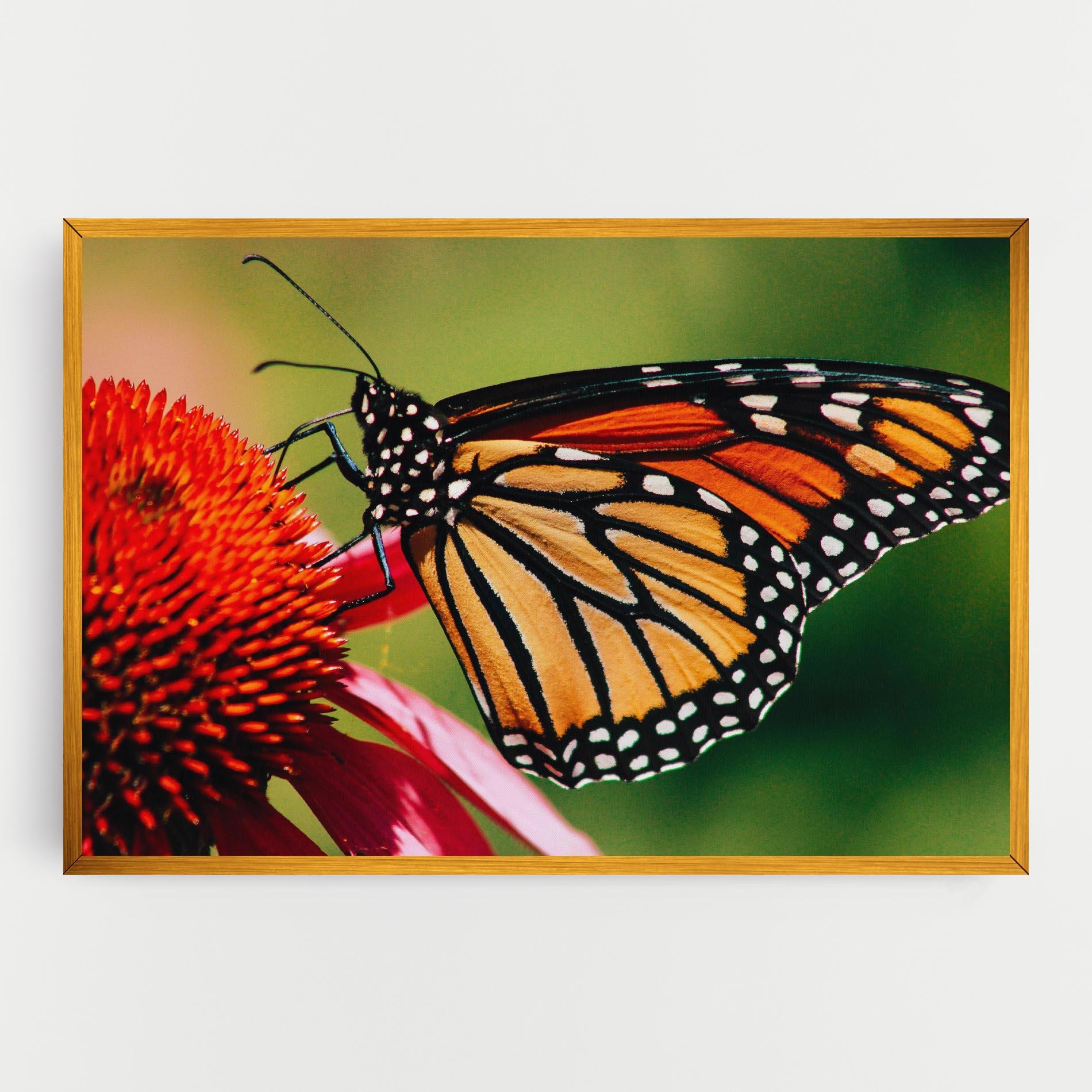 Leinwandbild Big Orange Butterfly mockup 0