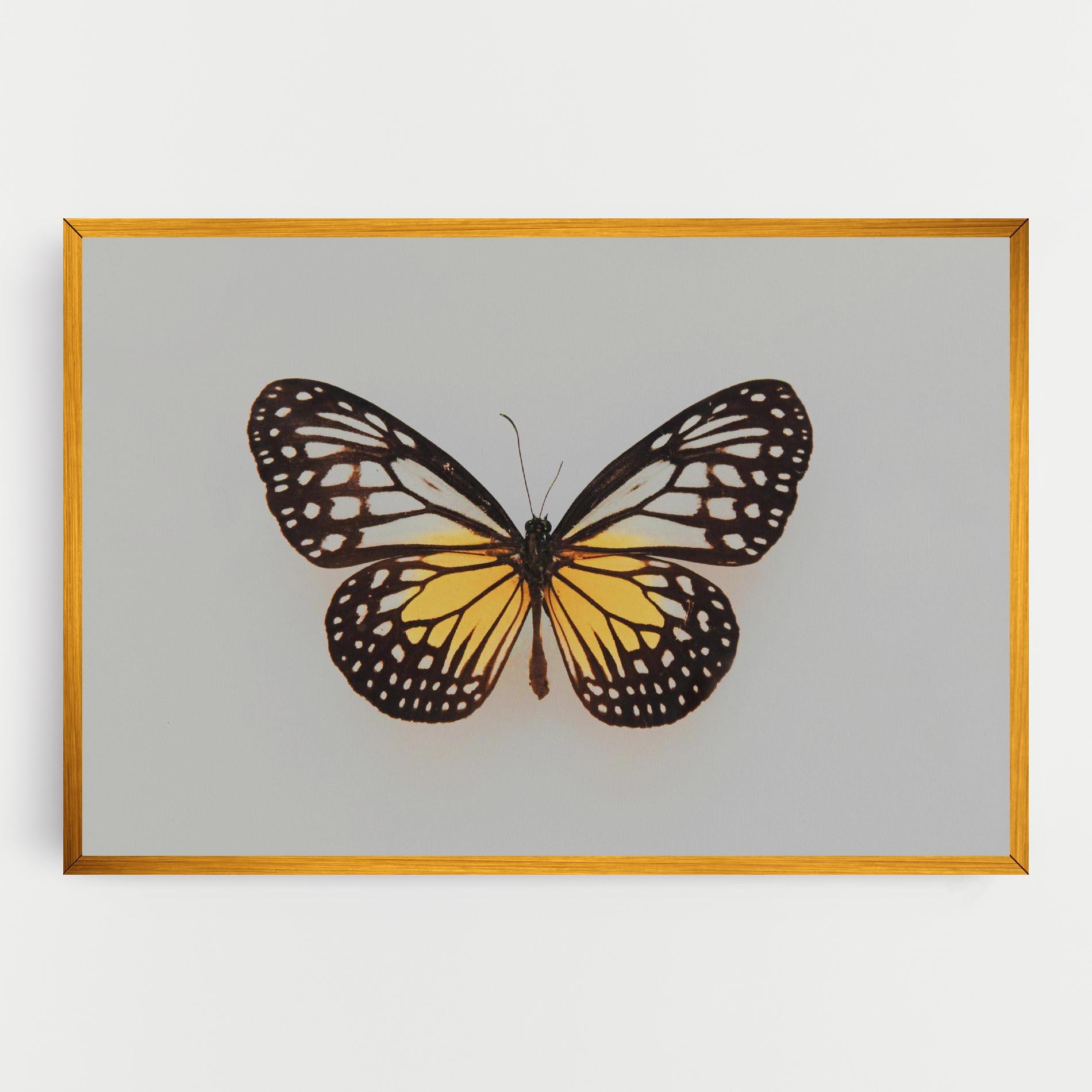 Leinwandbild Butterfly On Grey mockup 0