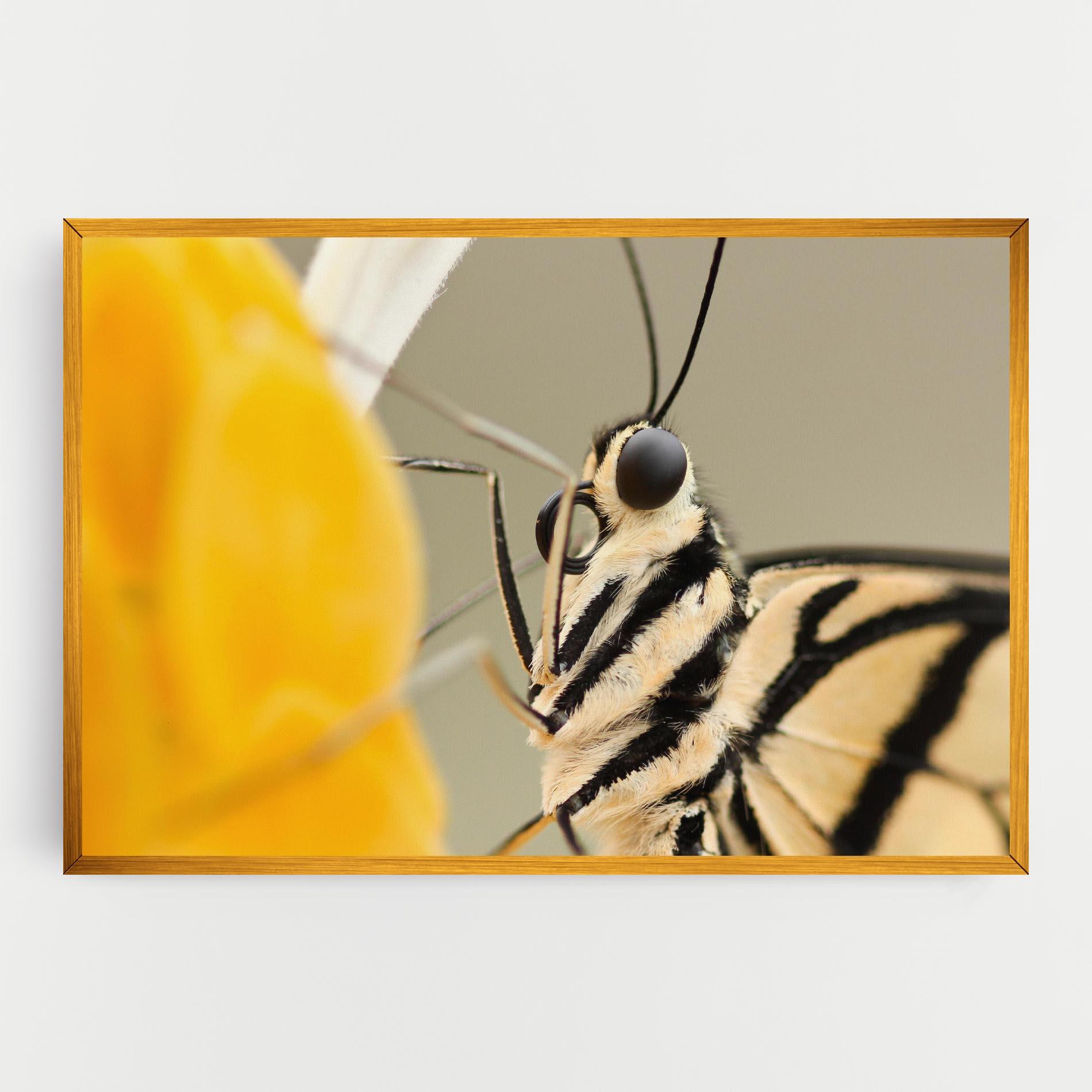 Leinwandbild Close Up Cream Butterfly mockup 0