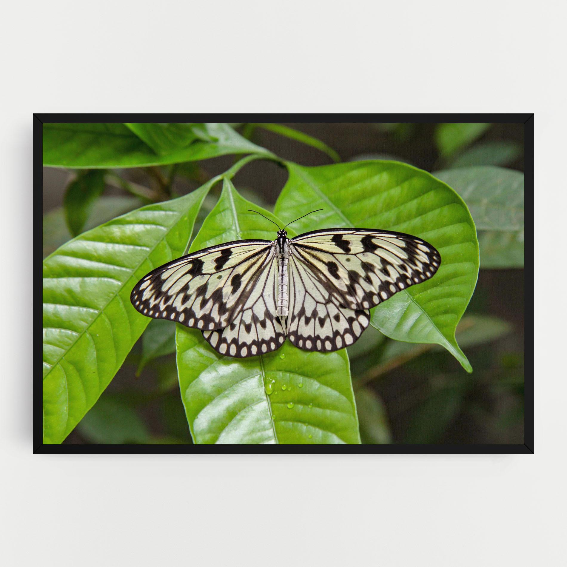 Leinwandbild Beautiful White Butterfly mockup 0