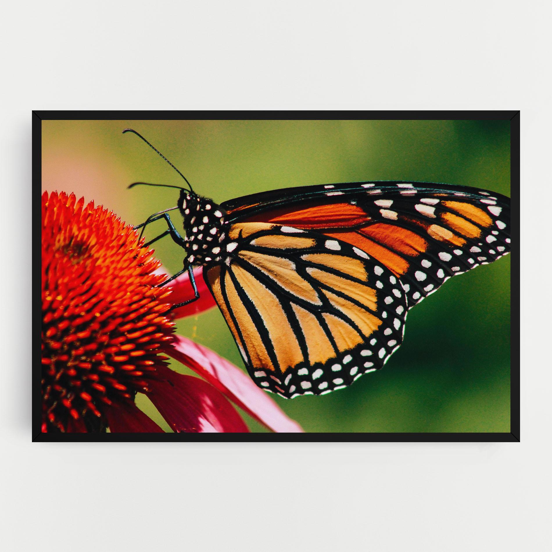 Leinwandbild Big Orange Butterfly mockup 0