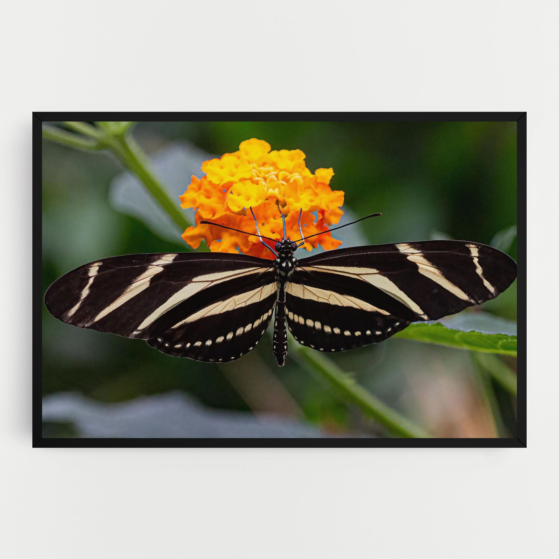 Big Wings Butterfly mockup 0