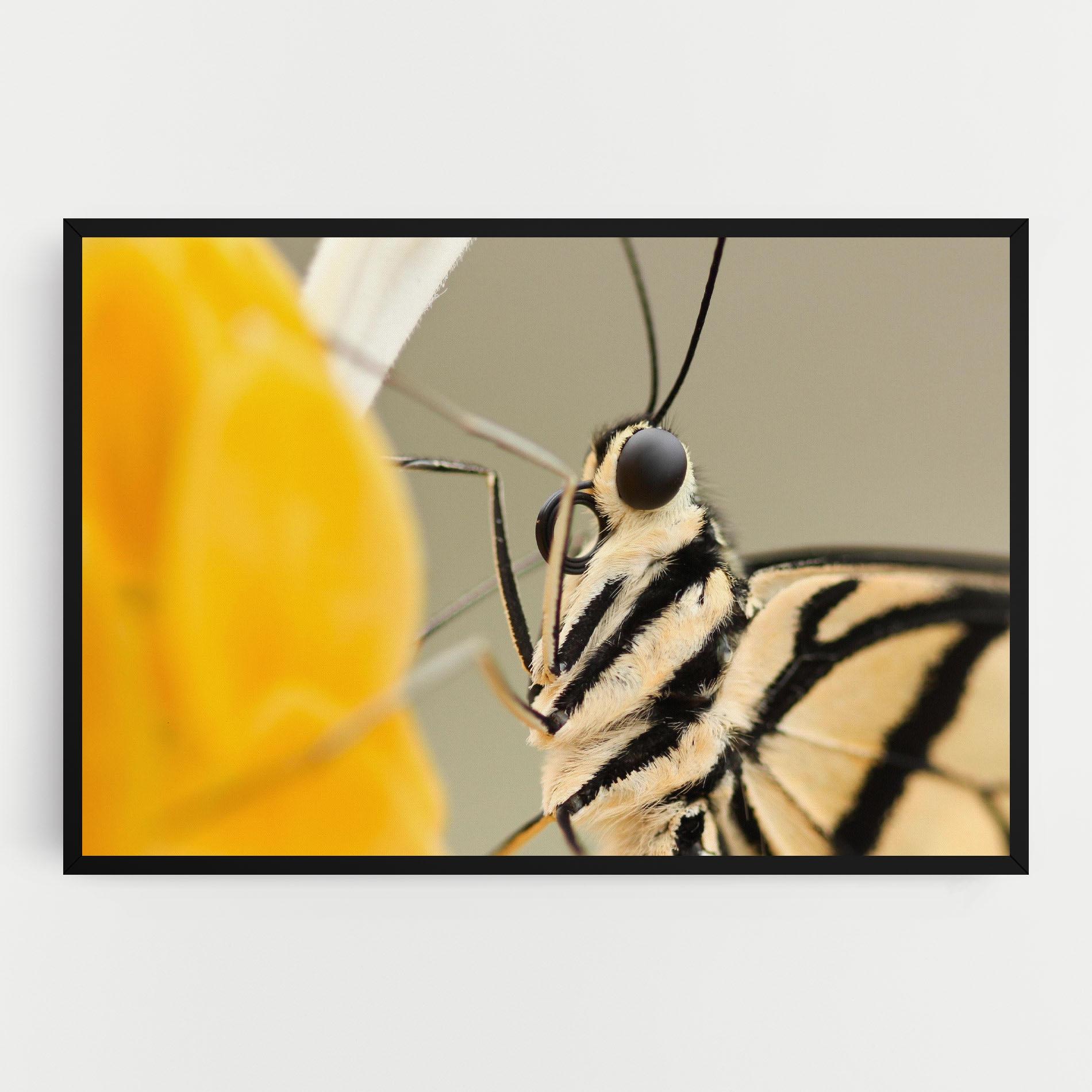 Leinwandbild Close Up Cream Butterfly mockup 0
