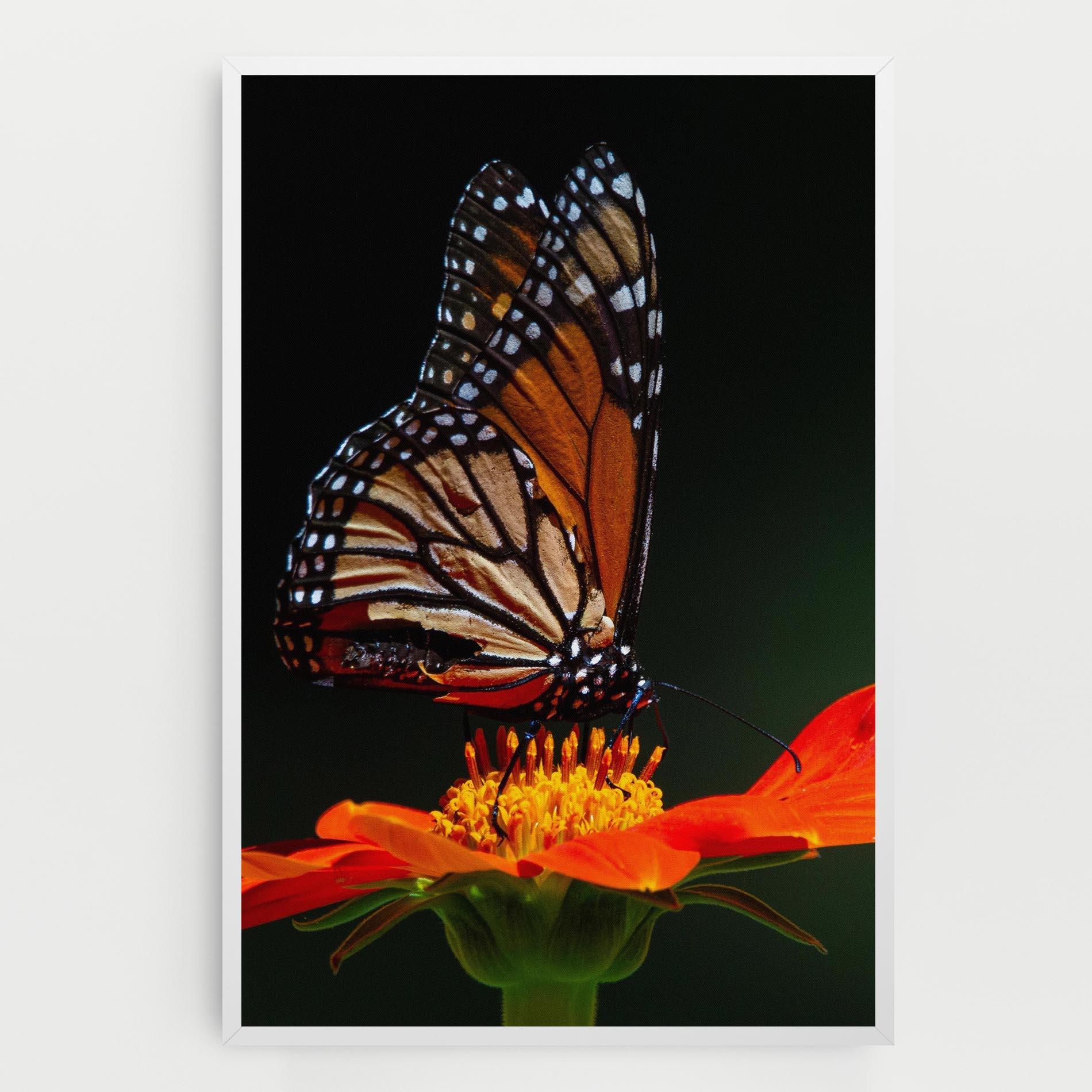 Leinwandbild Dark Orange Butterfy mockup 0