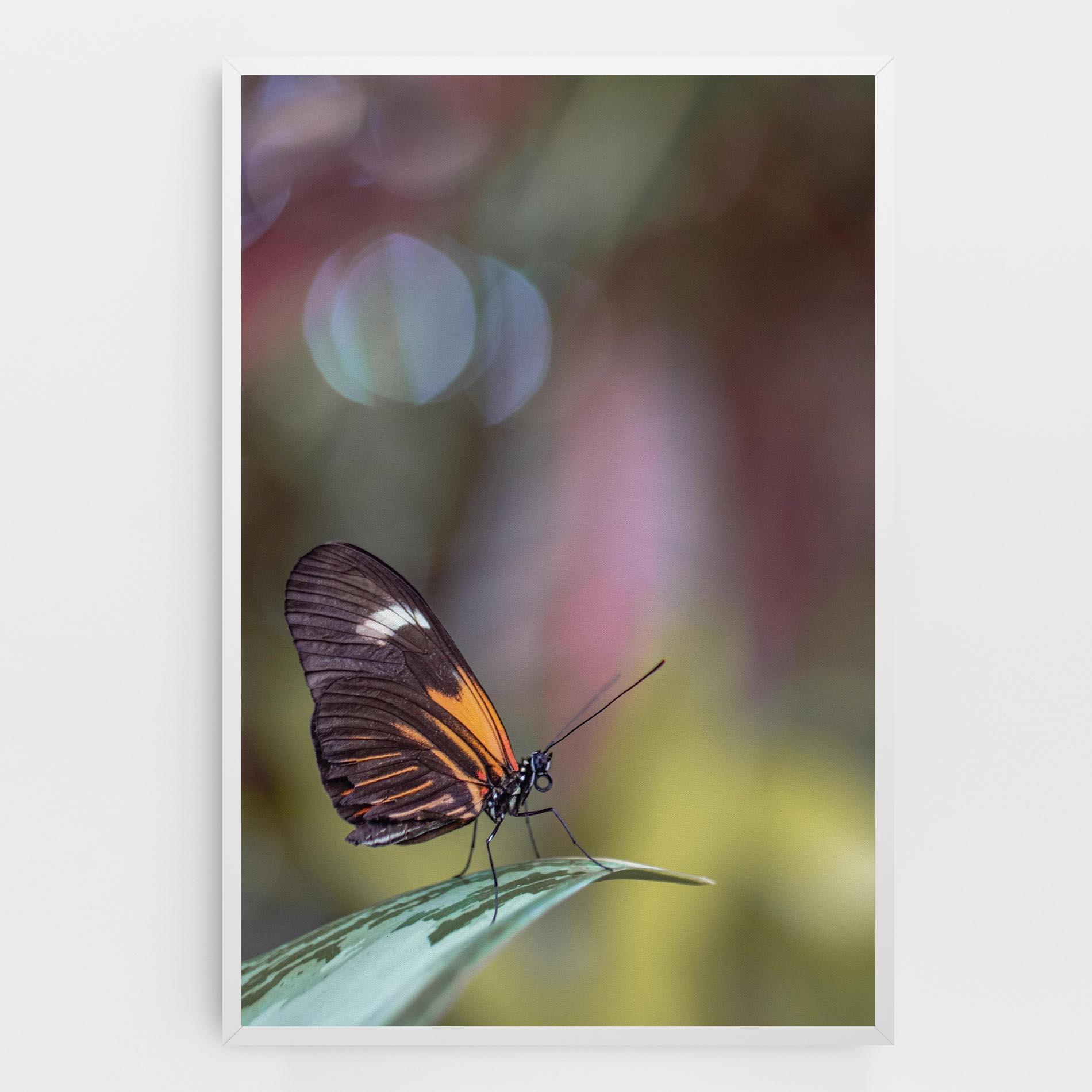 Leinwandbild Dark Purple Butterfly mockup 0