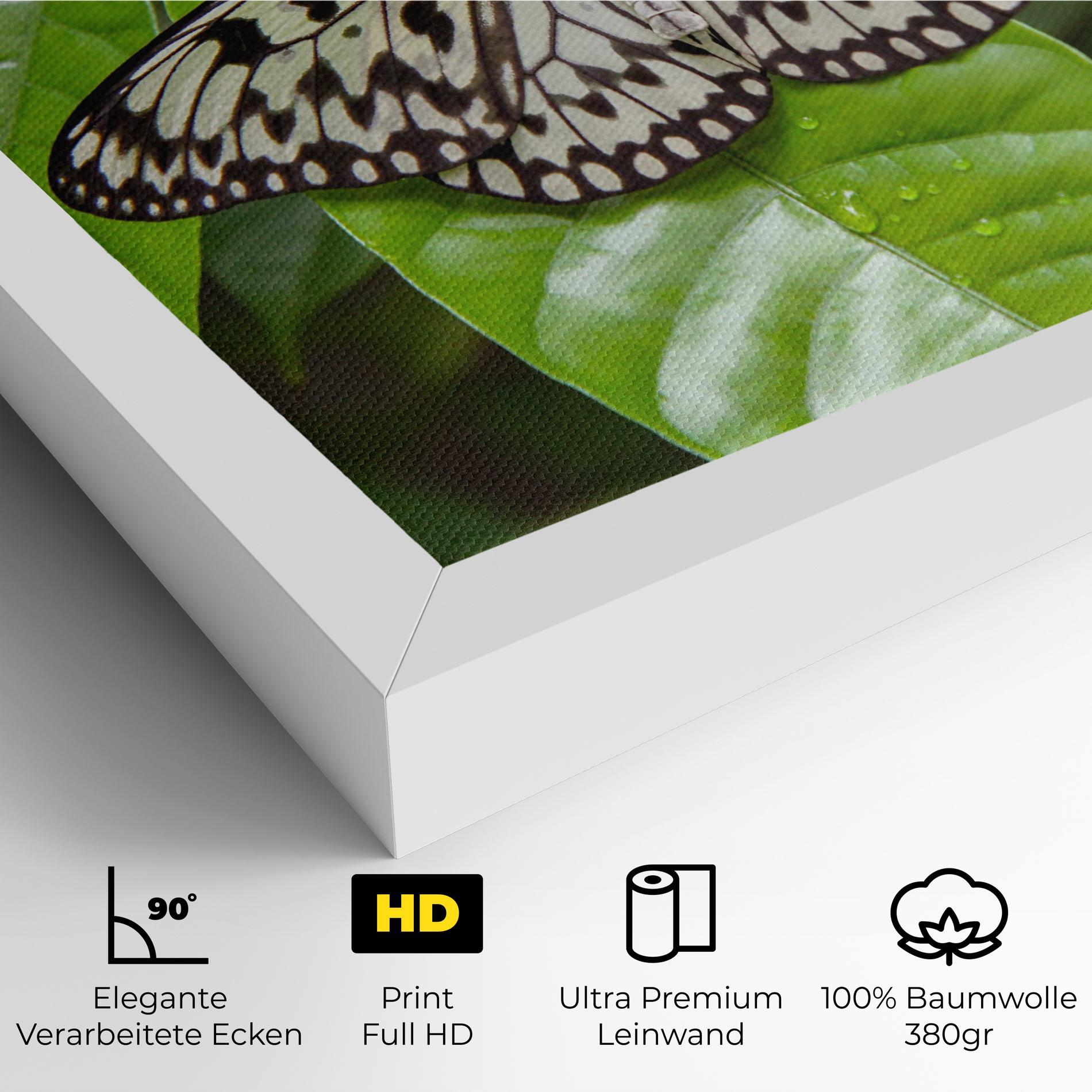 Leinwandbild Beautiful White Butterfly mockup 4