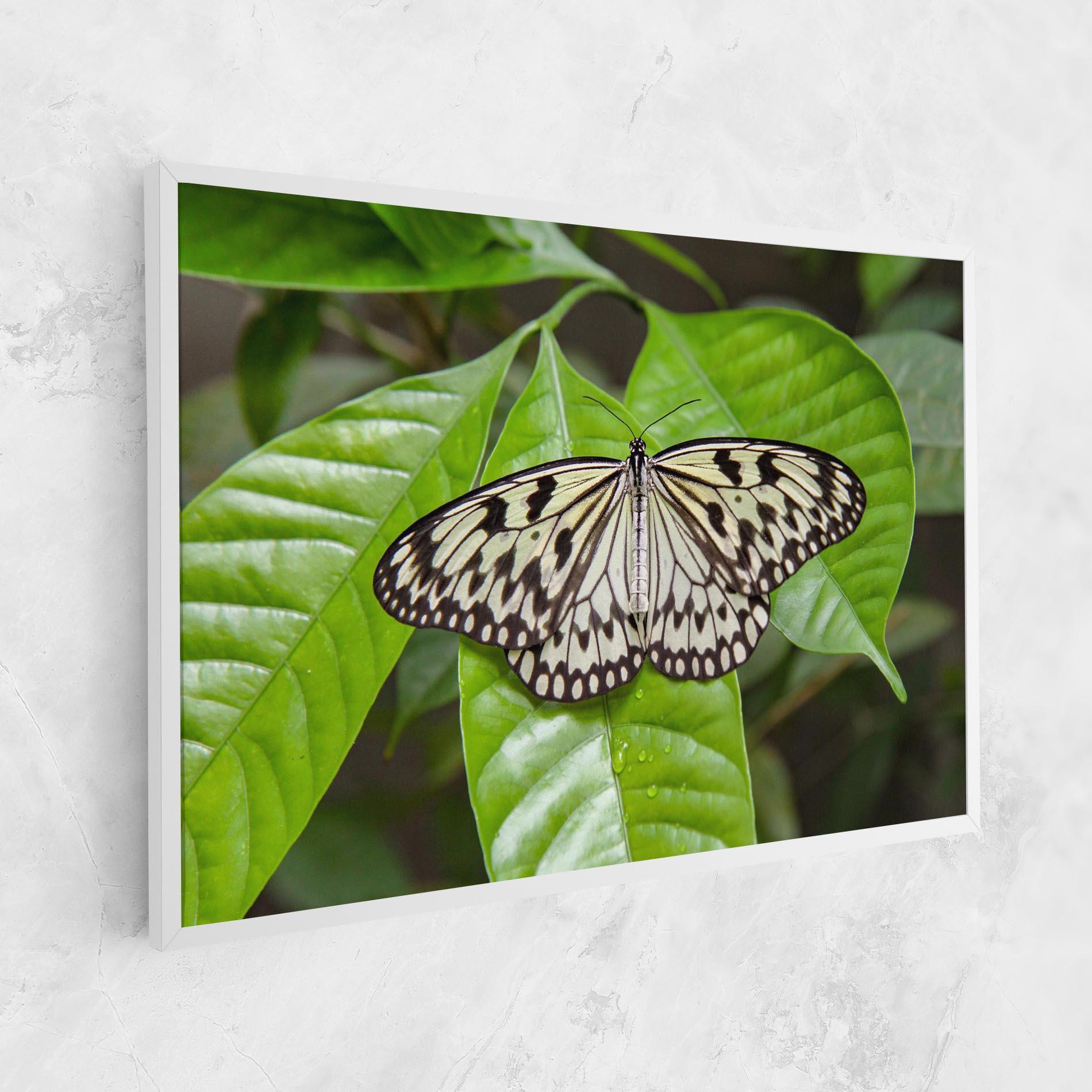 Leinwandbild Beautiful White Butterfly mockup 1