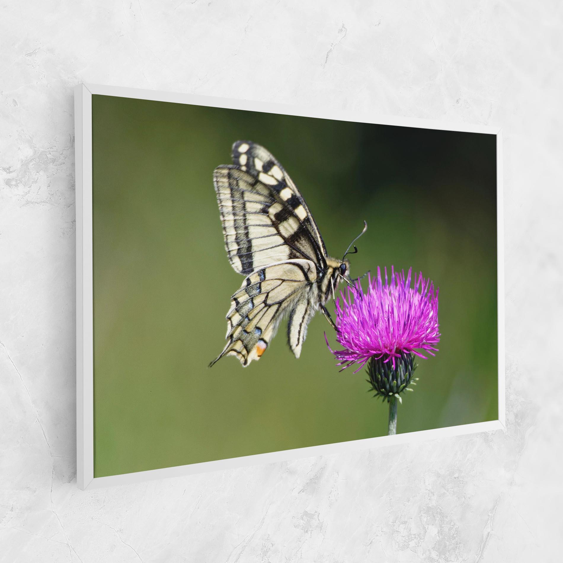 Leinwandbild White Butterfly Pollen mockup 1