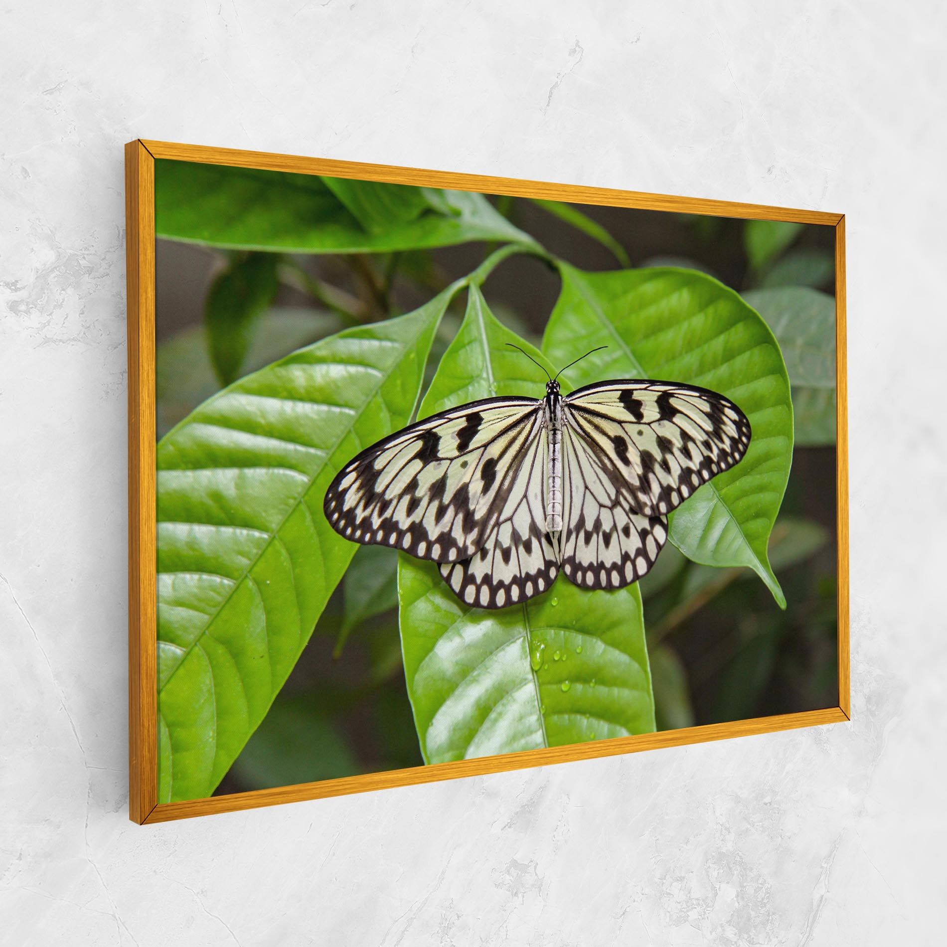 Beautiful White Butterfly mockup 1