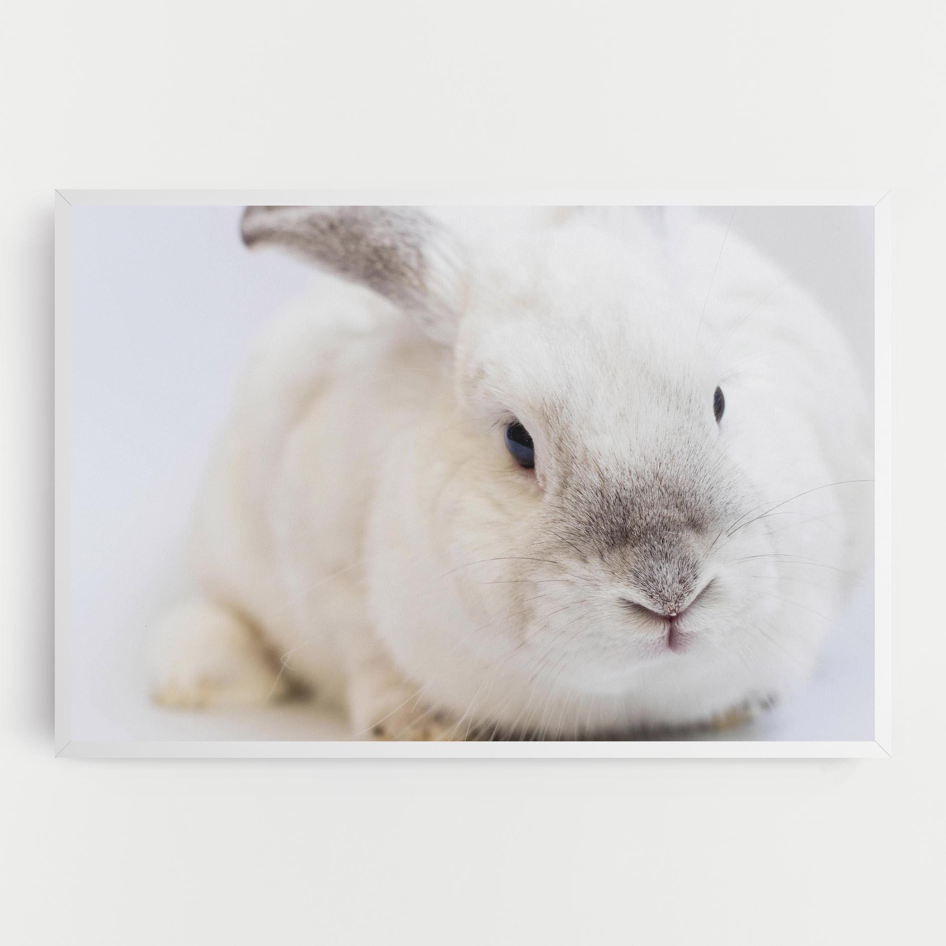 Leinwandbild Light Grey Bunny mockup 0