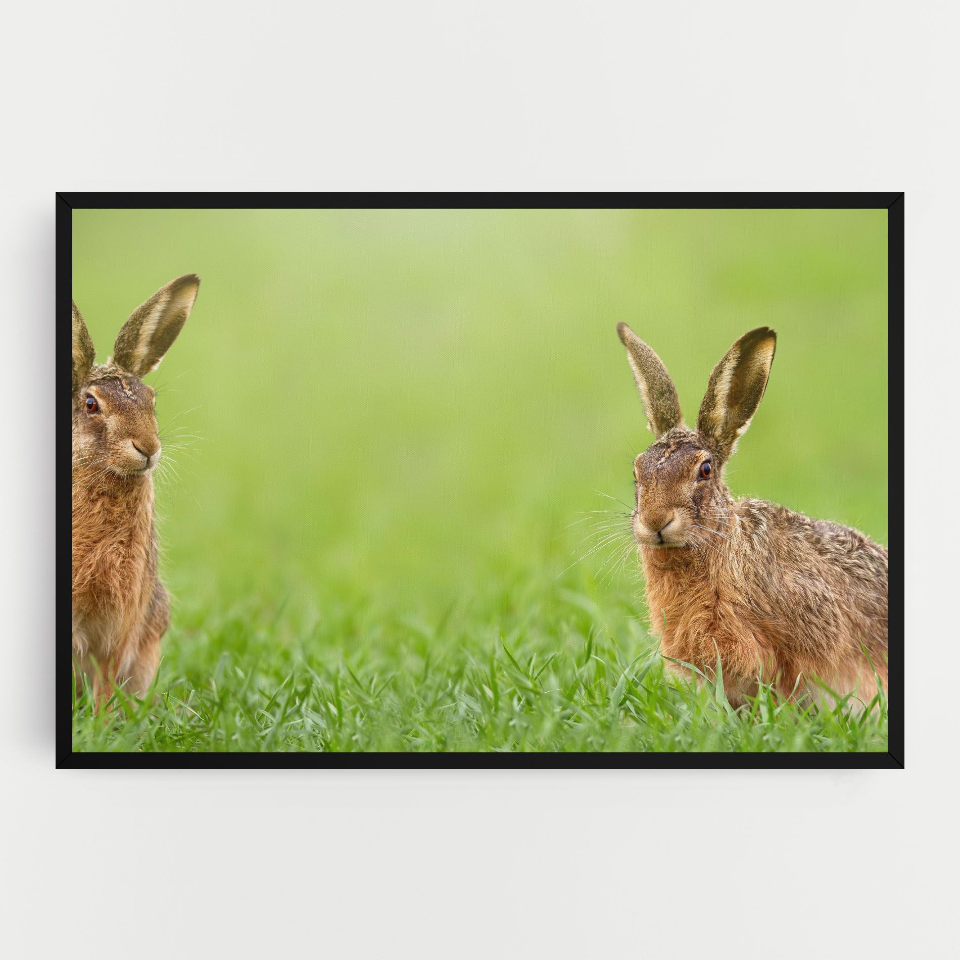 Brown Hares mockup 0