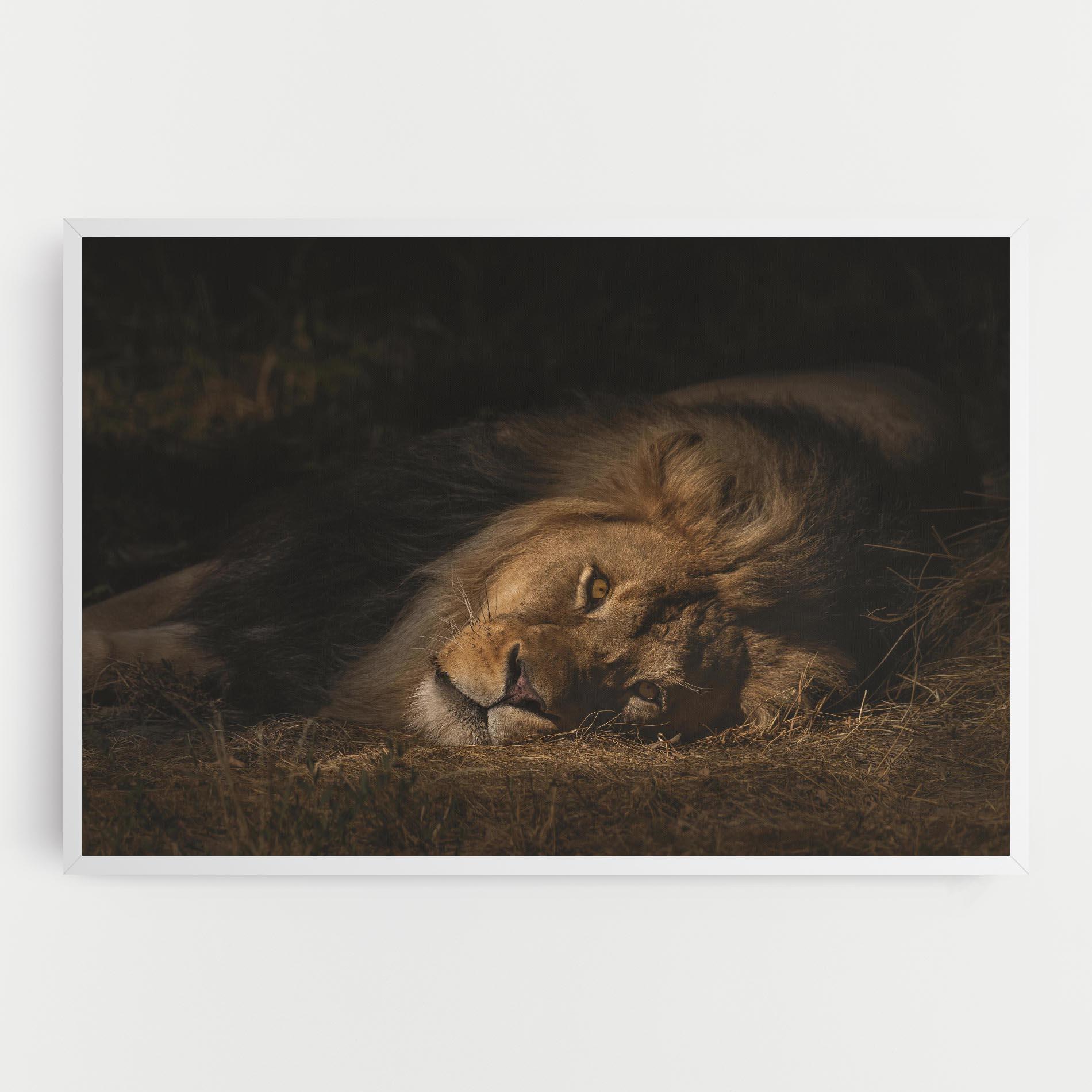 Leinwandbild Lion Laying Down mockup 0