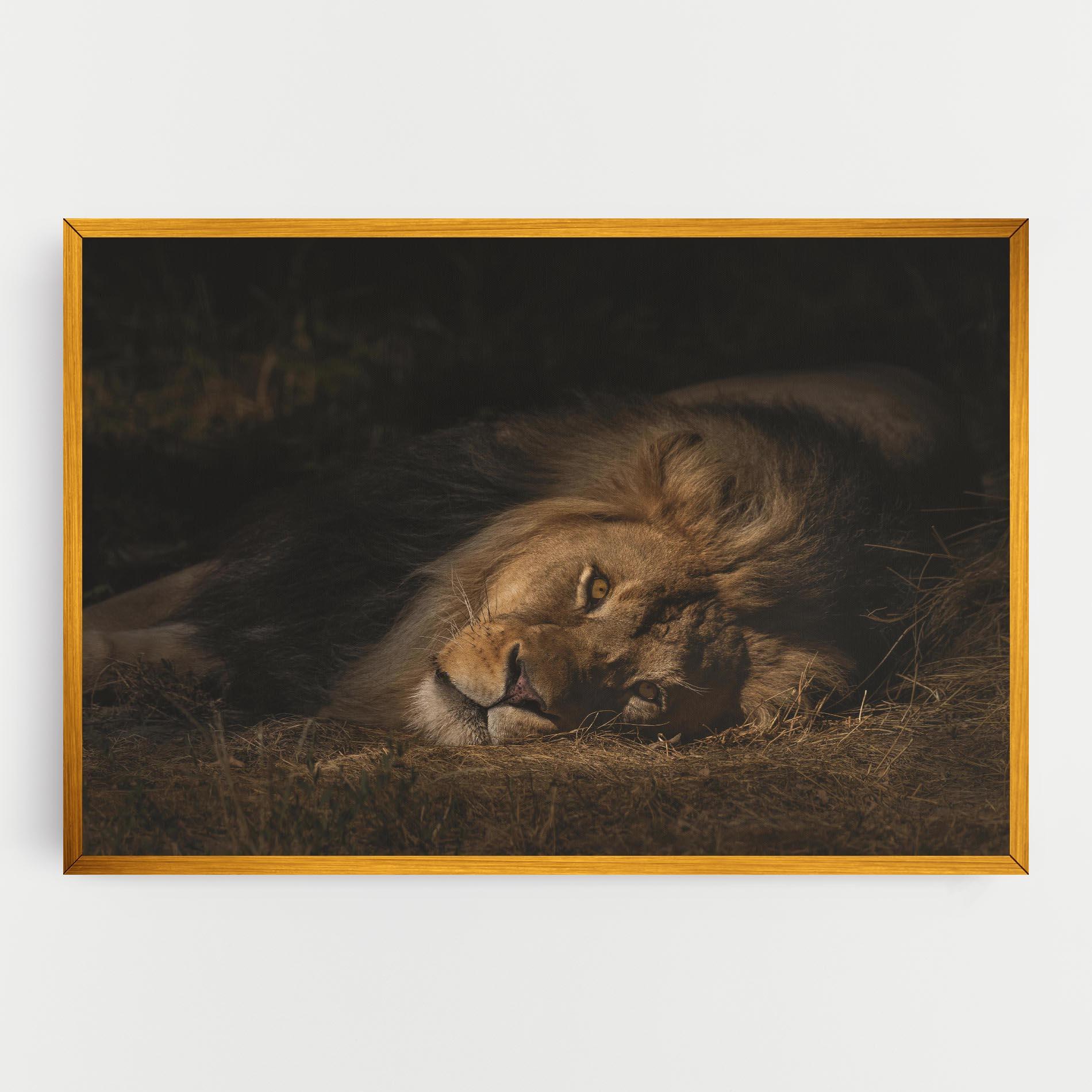 Leinwandbild Lion Laying Down mockup 0