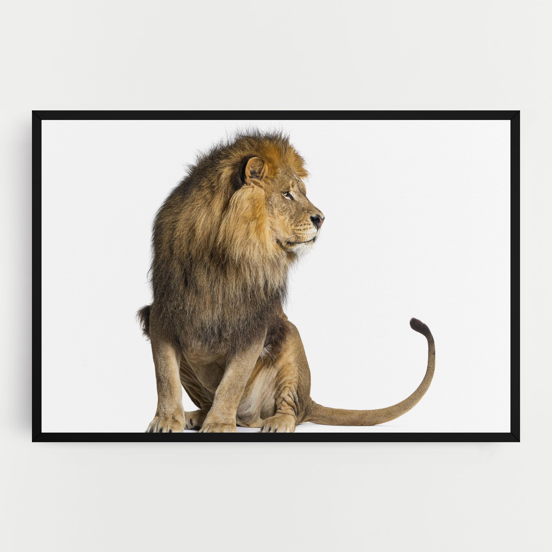 Big Lion mockup 0