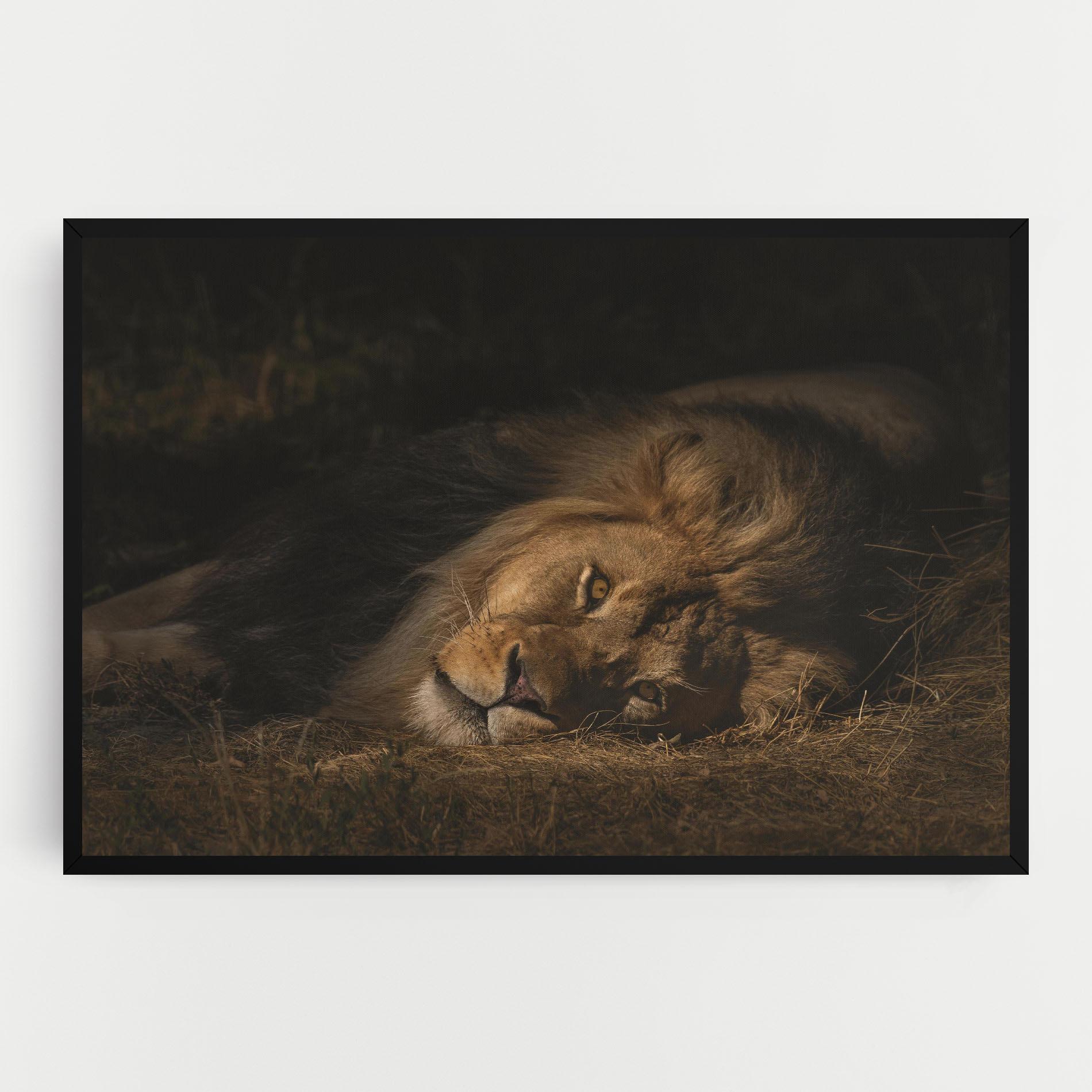 Leinwandbild Lion Laying Down mockup 0