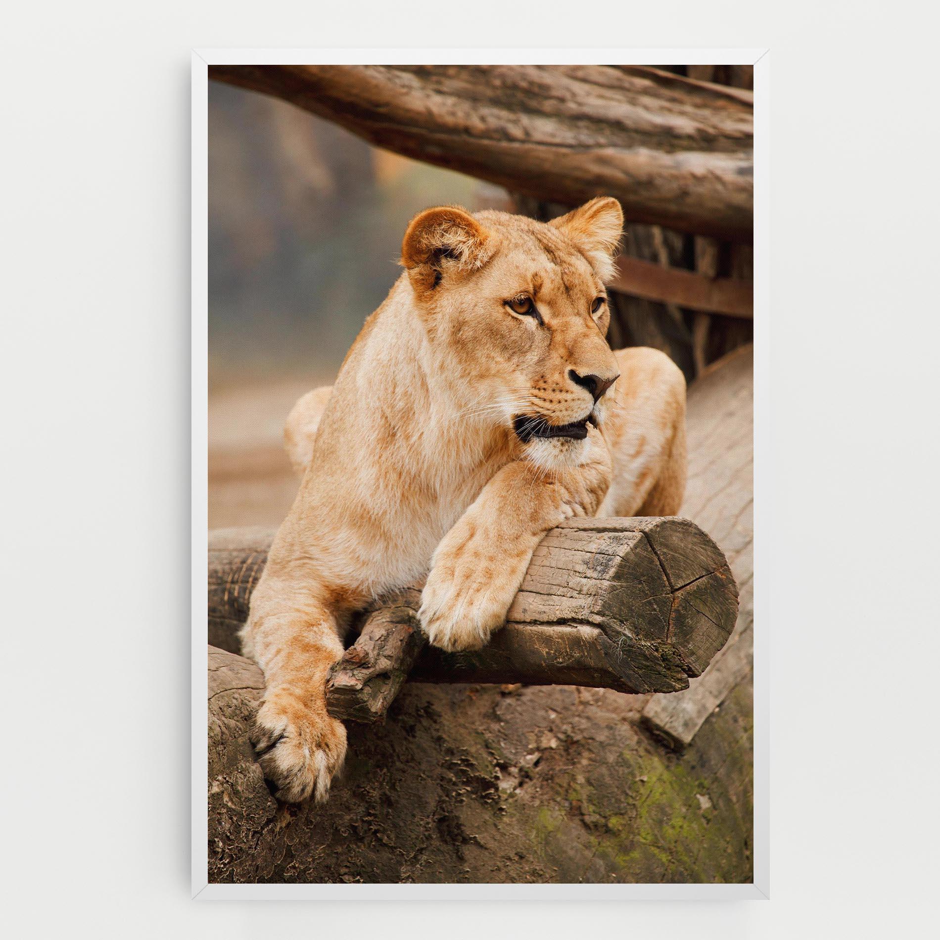 Leinwandbild Female Lion Sitting mockup 0