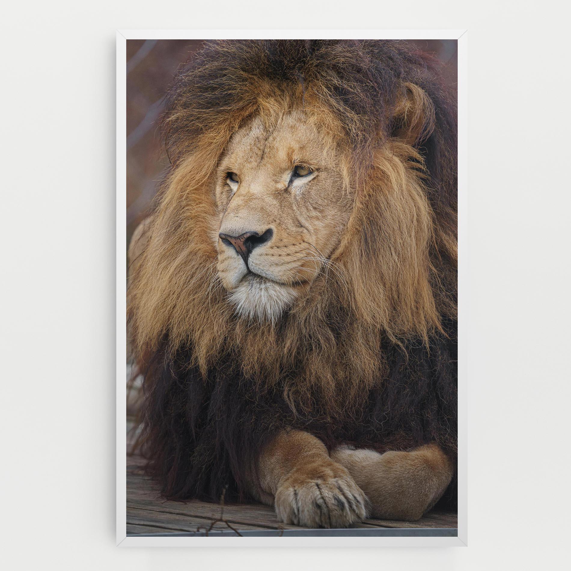 Leinwandbild Lion Chilling mockup 0