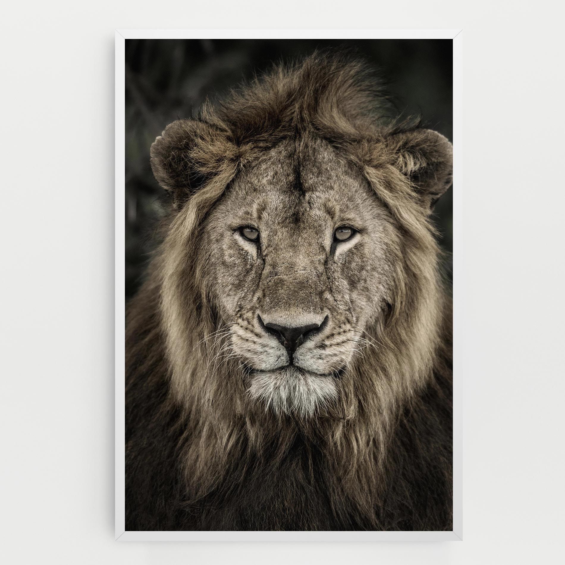 Lion Close Up mockup 0