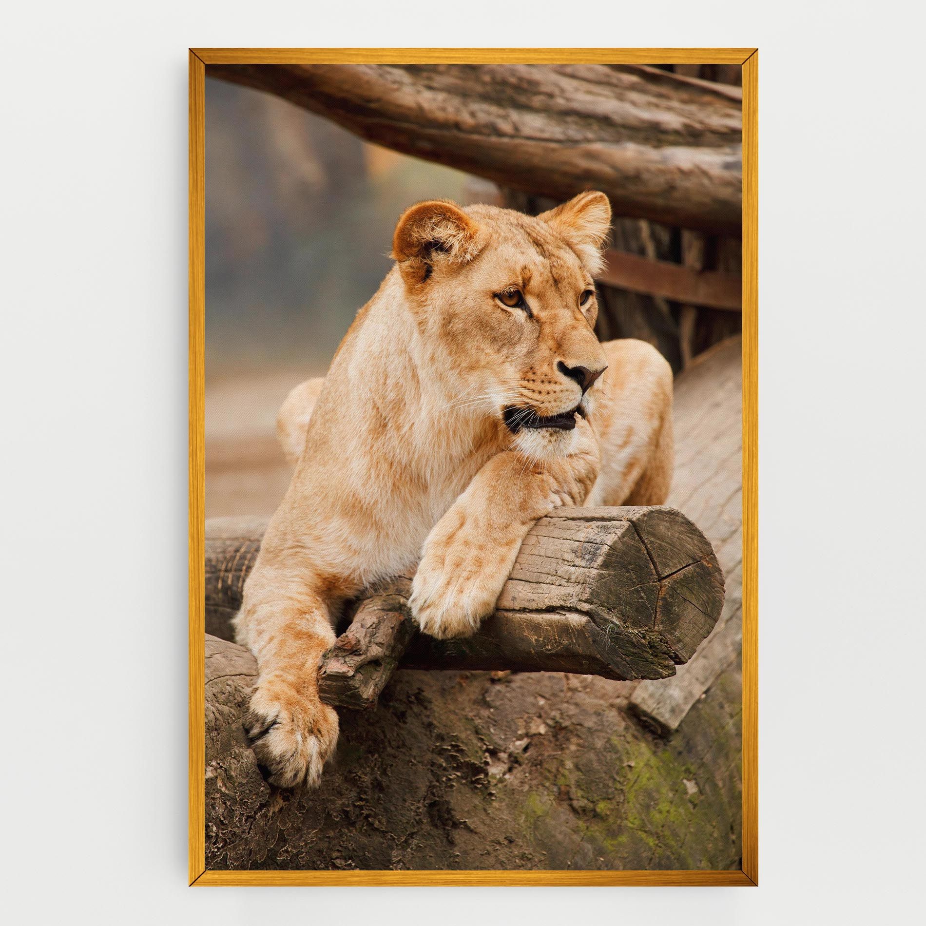Female Lion Sitting mockup 0