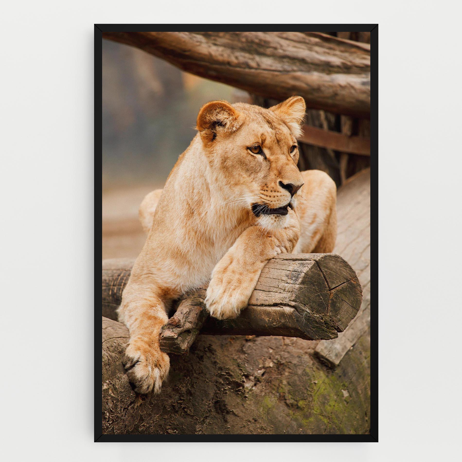 Leinwandbild Female Lion Sitting mockup 0
