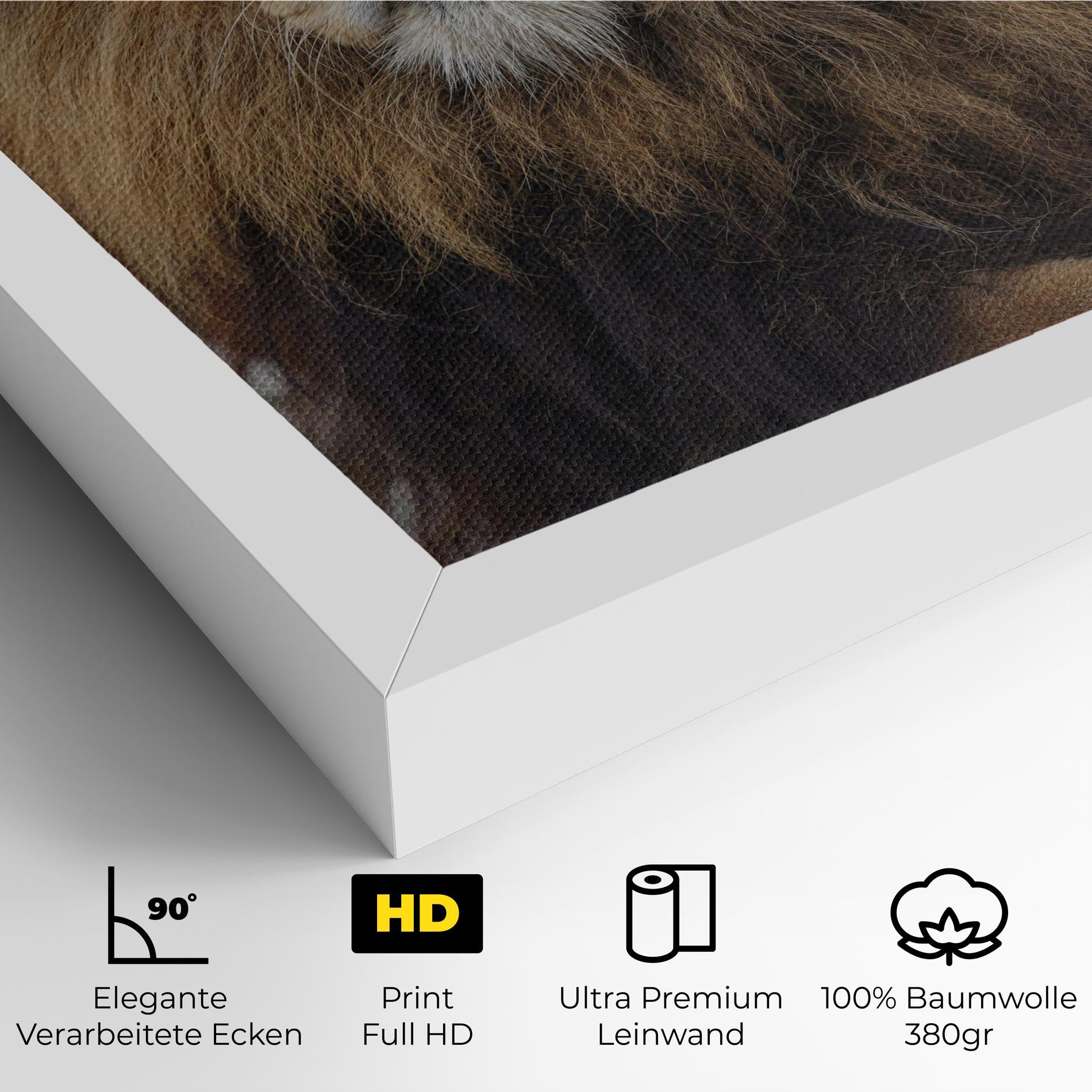 Leinwandbild Lion Chilling mockup 4