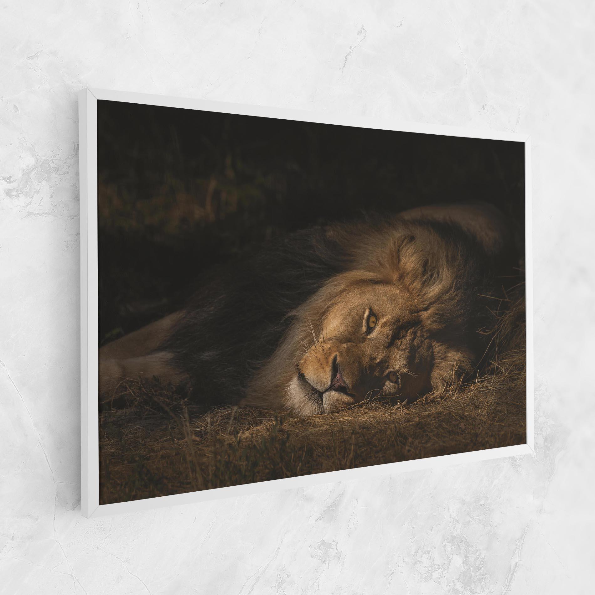 Leinwandbild Lion Laying Down mockup 1