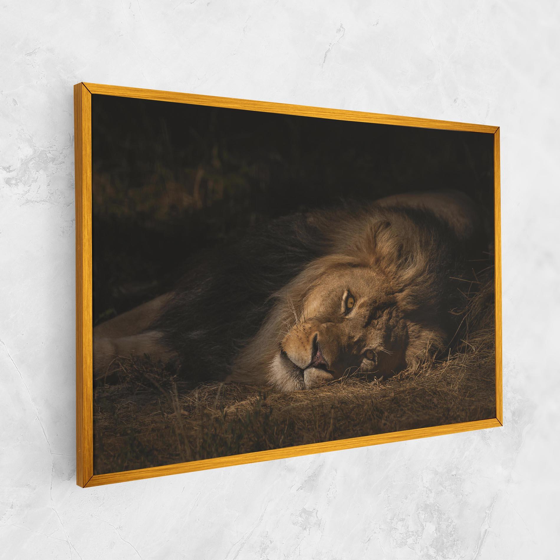 Leinwandbild Lion Laying Down mockup 1