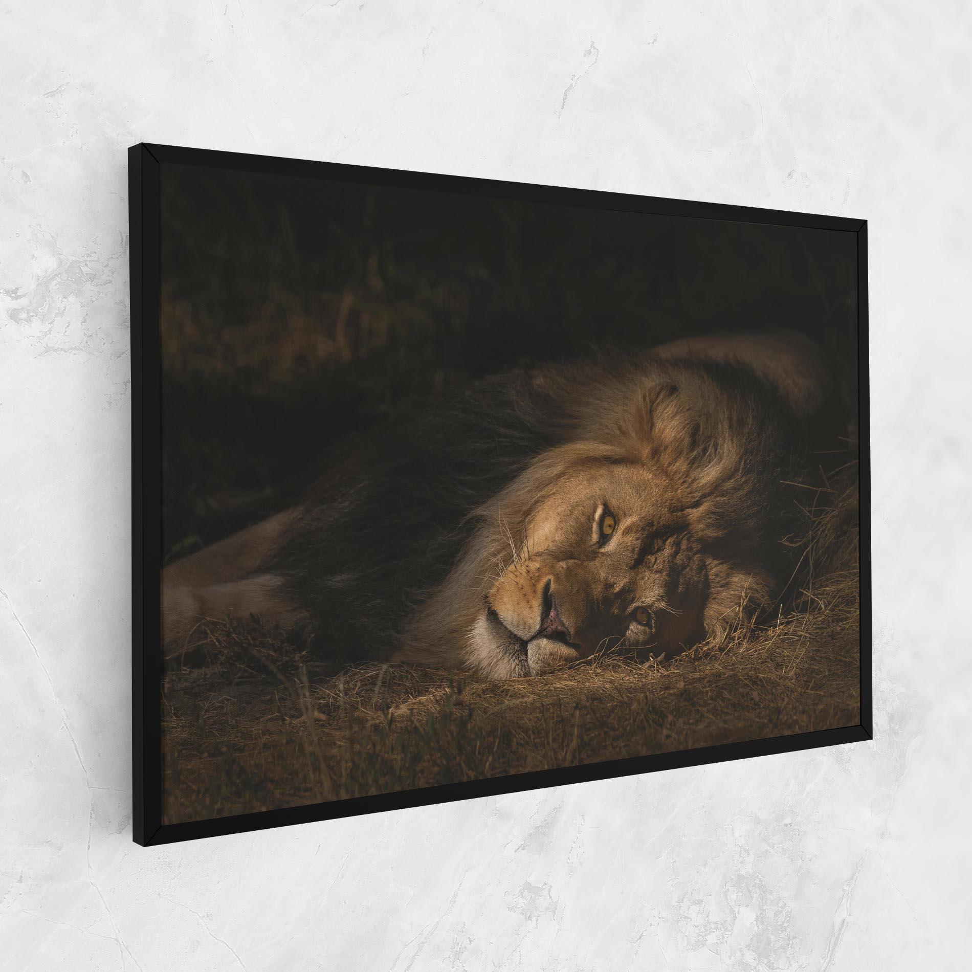 Leinwandbild Lion Laying Down mockup 1