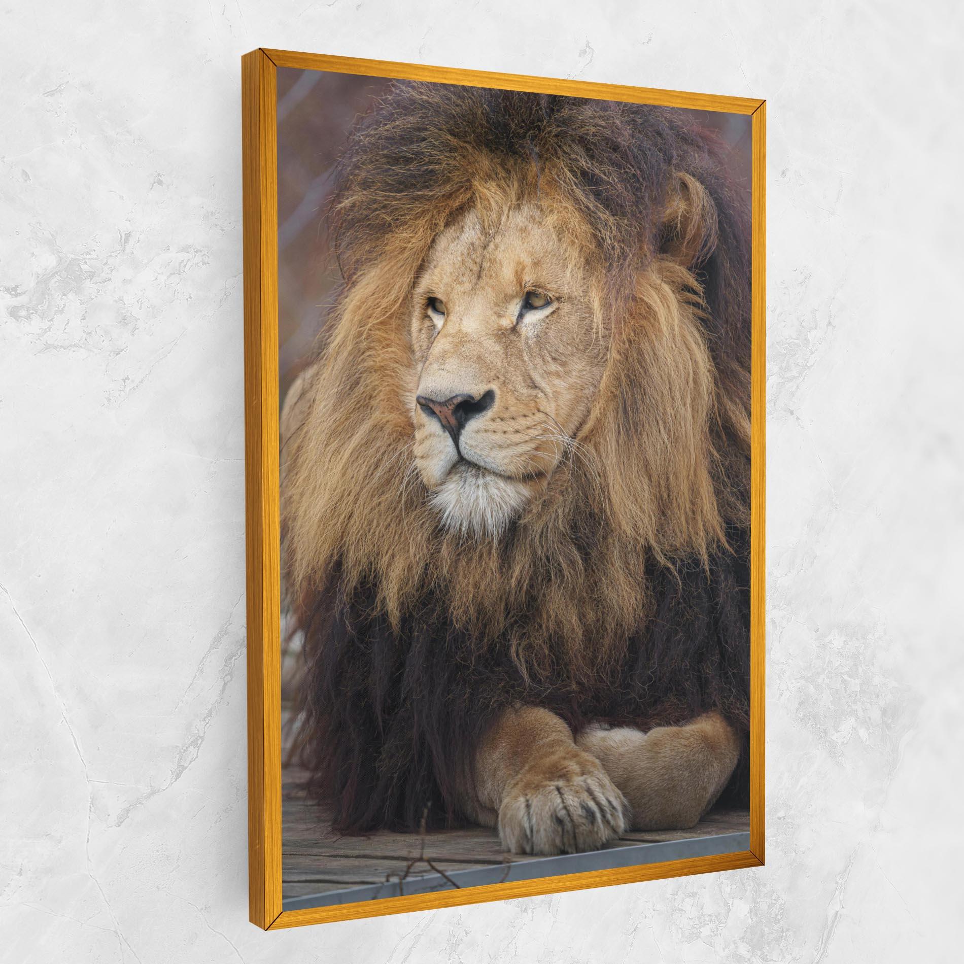 Leinwandbild Lion Chilling mockup 1