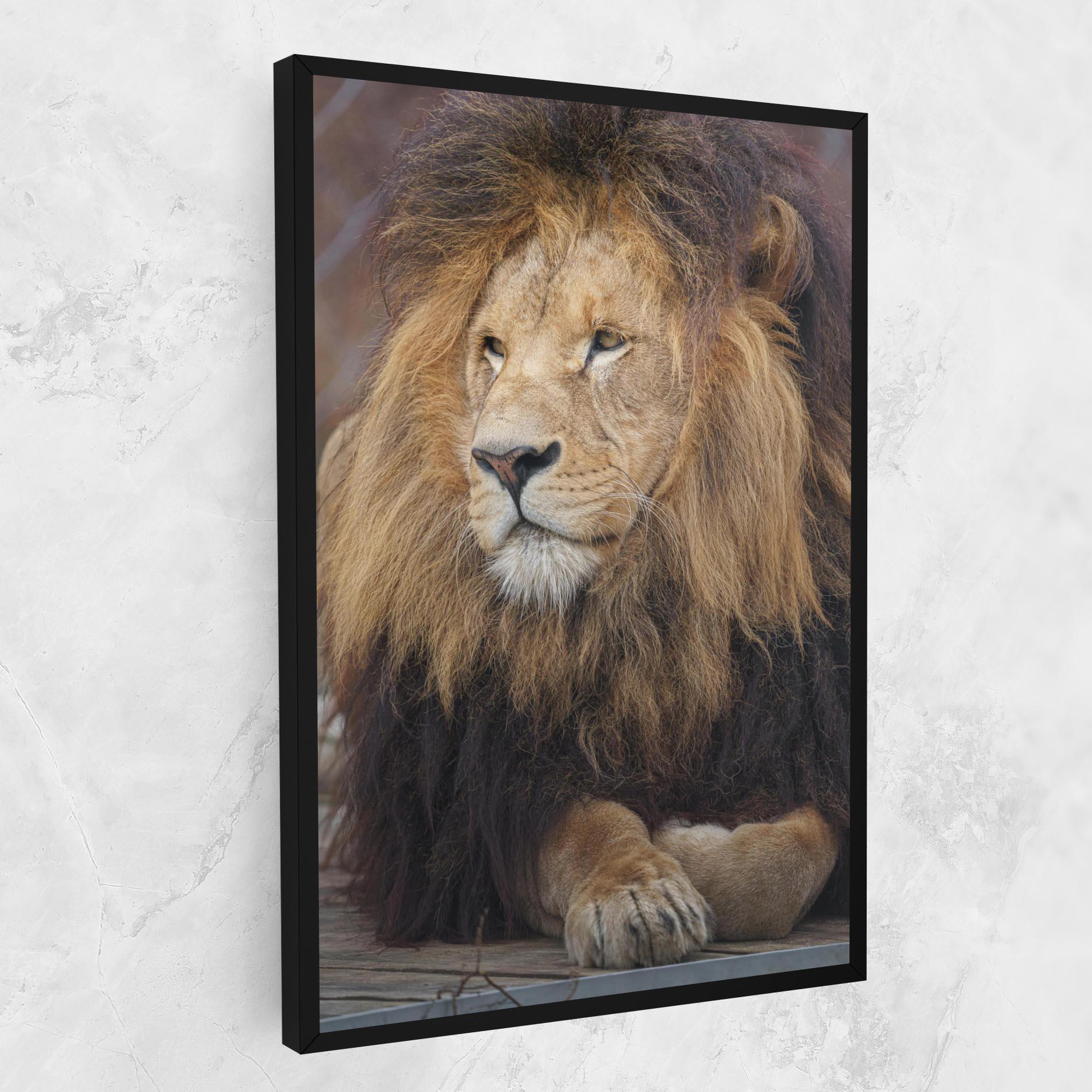 Leinwandbild Lion Chilling mockup 1