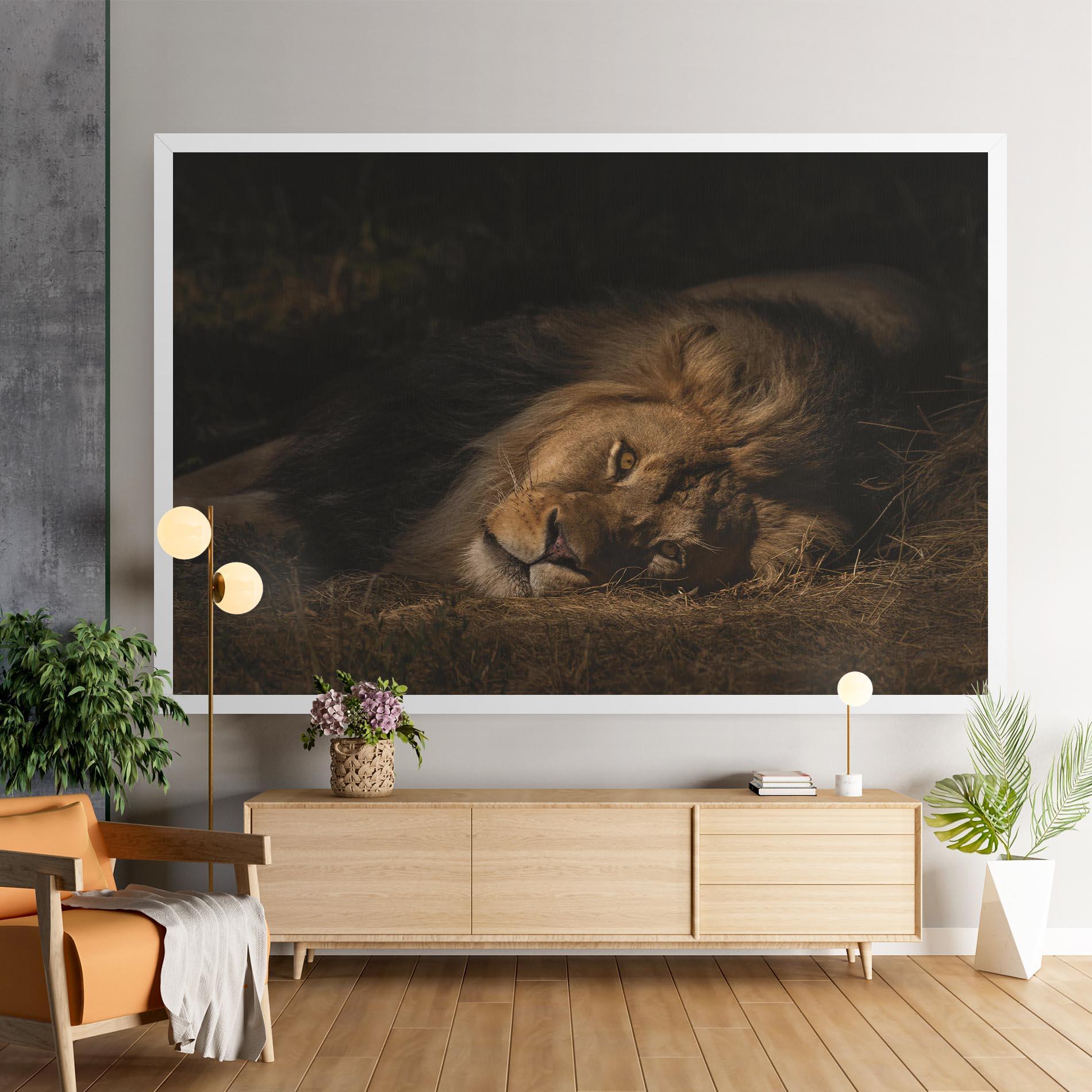 Leinwandbild Lion Laying Down mockup 9