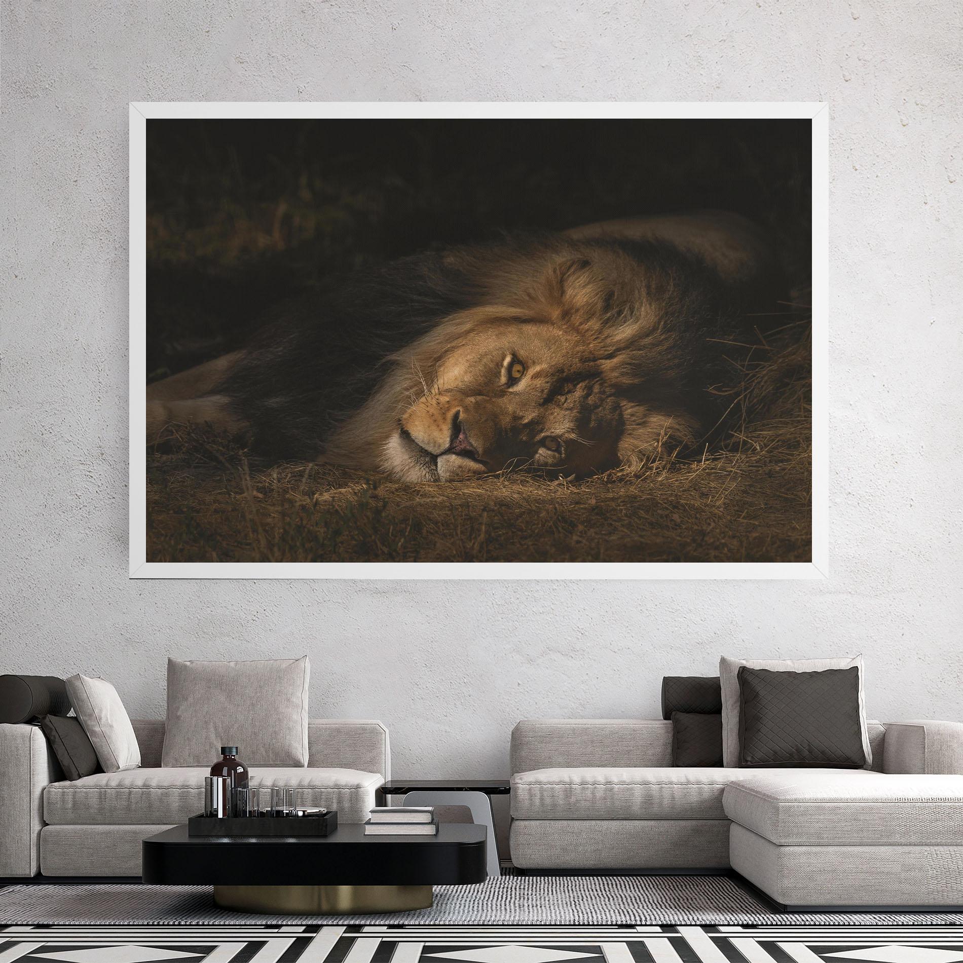Leinwandbild Lion Laying Down mockup 2