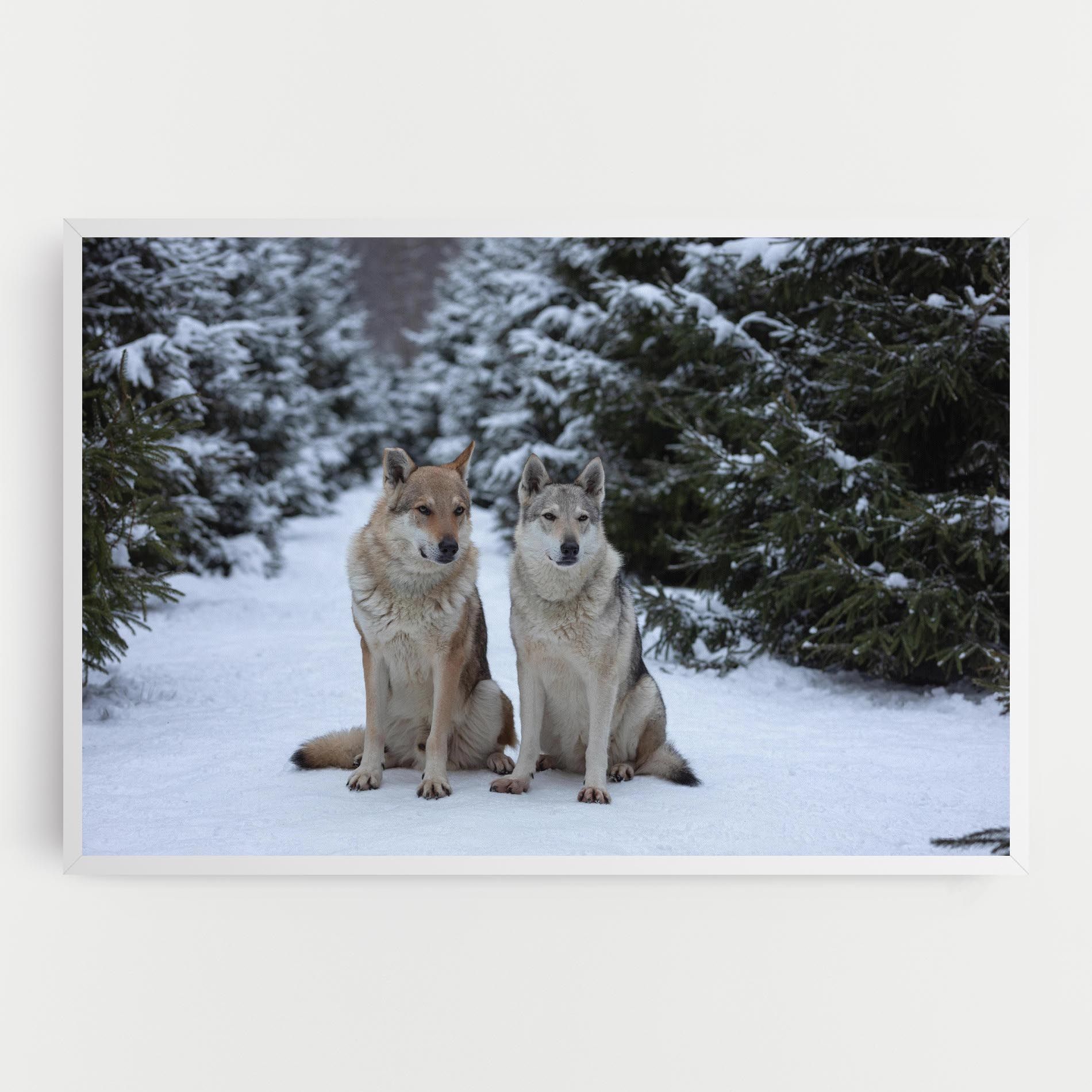 2 Wolfs Sitting mockup 0