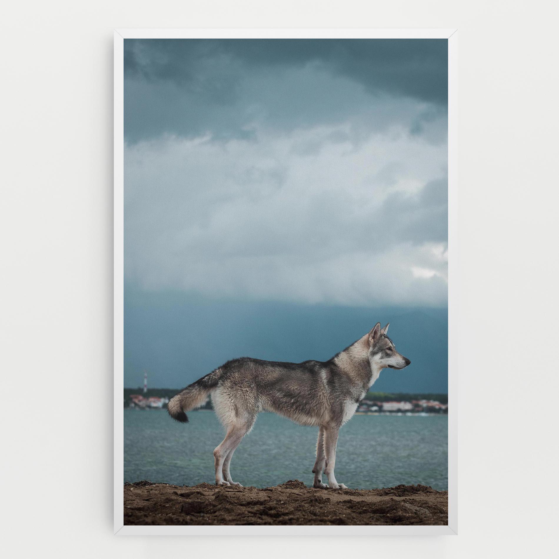 Leinwandbild Grey Wolf Looking mockup 0
