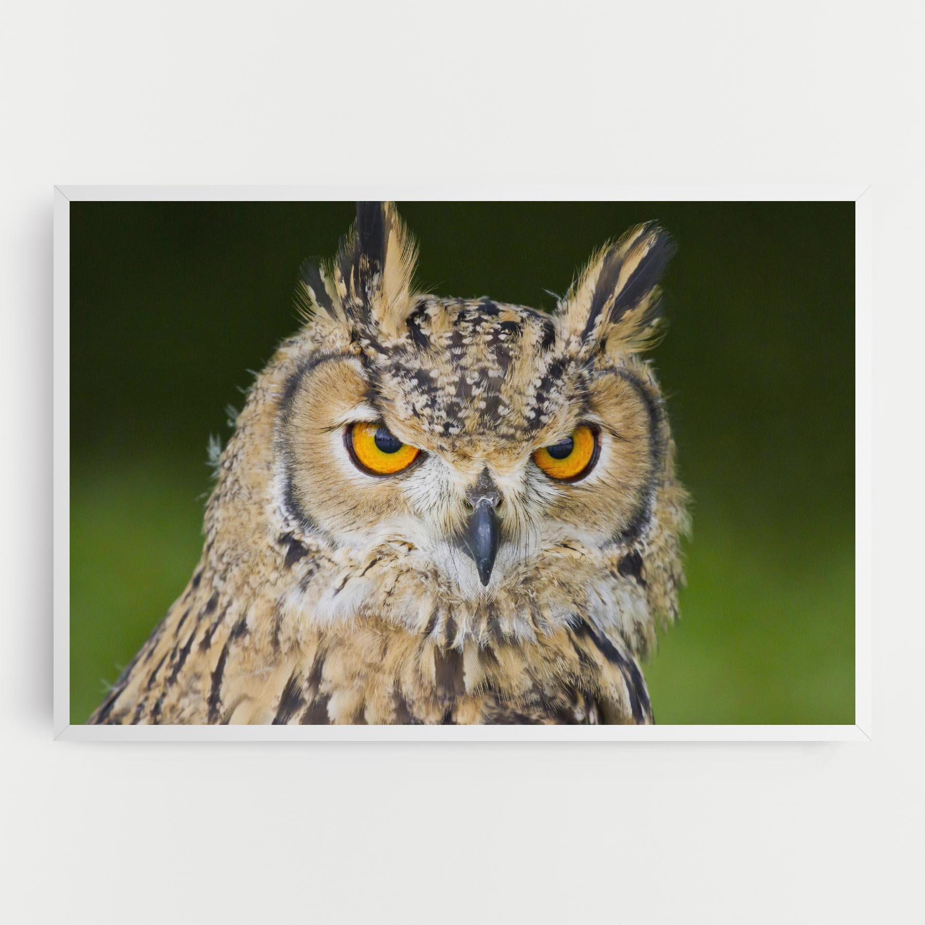 Leinwandbild Angry Owl mockup 0